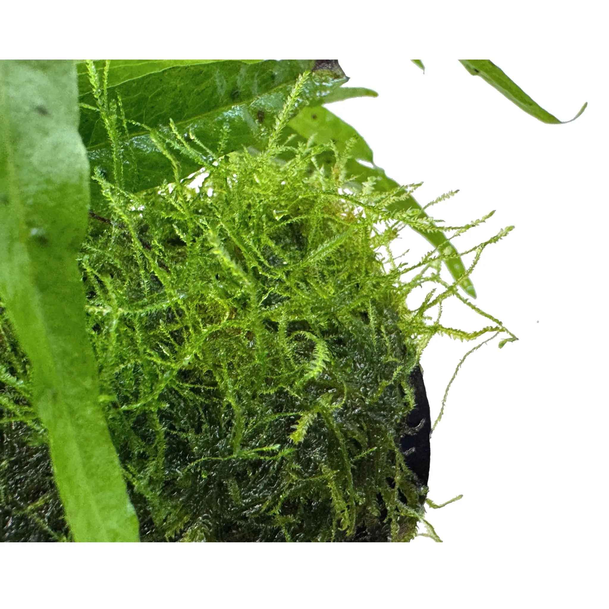 Microsorum pteropus and Moss on Fish House Aqua Essentials