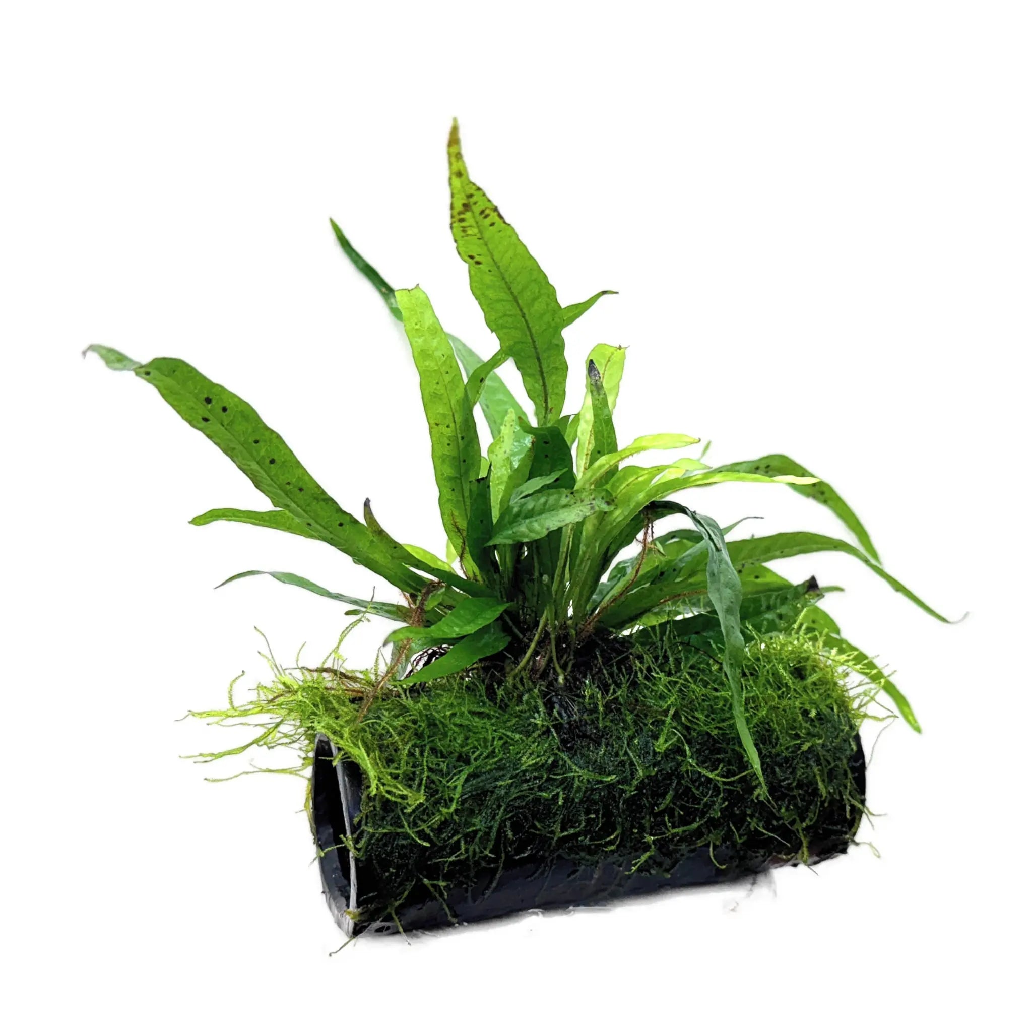 Microsorum pteropus and Moss on Fish House Aqua Essentials