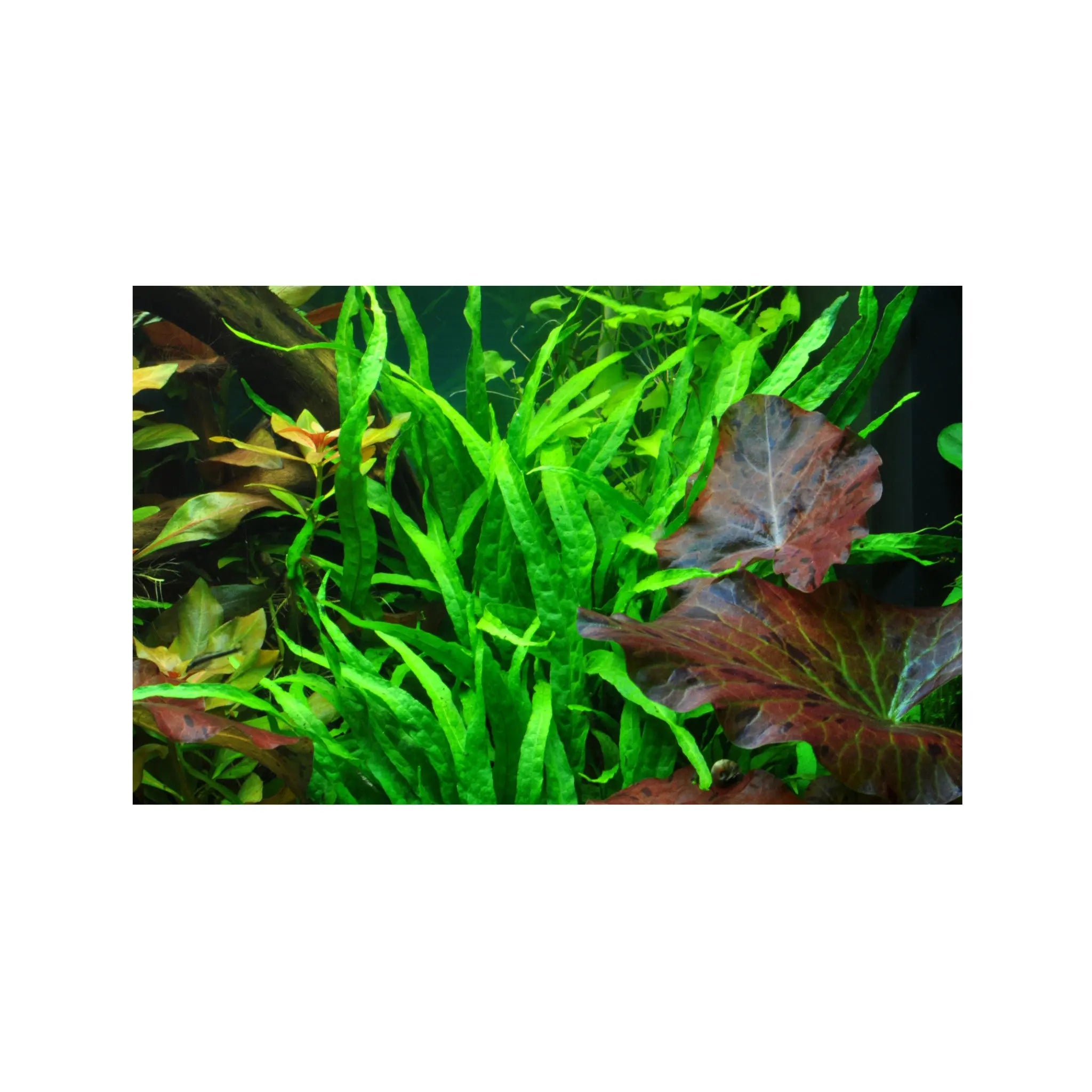 Microsorum pteropus narrow Tropica