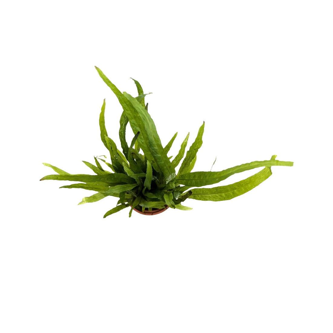 Microsorum pteropus narrow Tropica