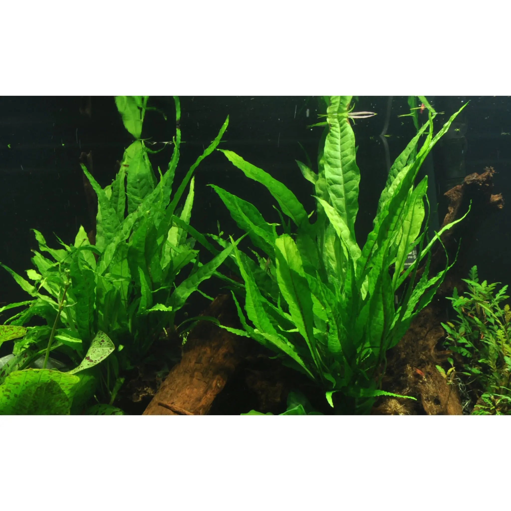 Microsorum pteropus on Wood - Large - Aqua Essentials