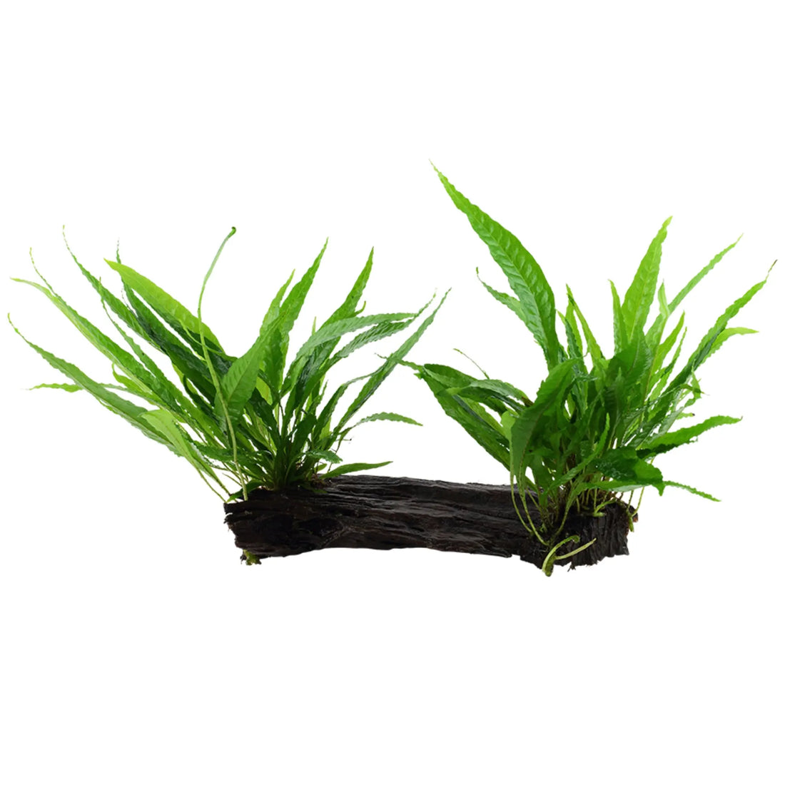 Microsorum pteropus on Wood - Large - Aqua Essentials