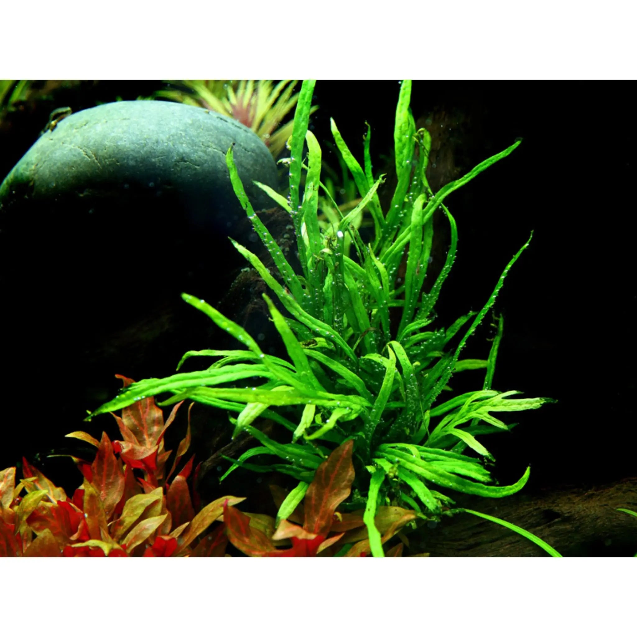 Microsorum pteropus trident - Aqua Essentials