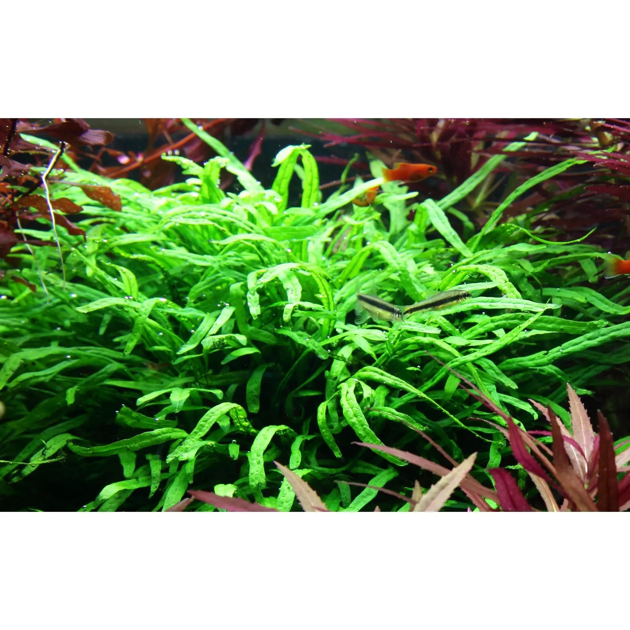 Microsorum pteropus trident - Aqua Essentials