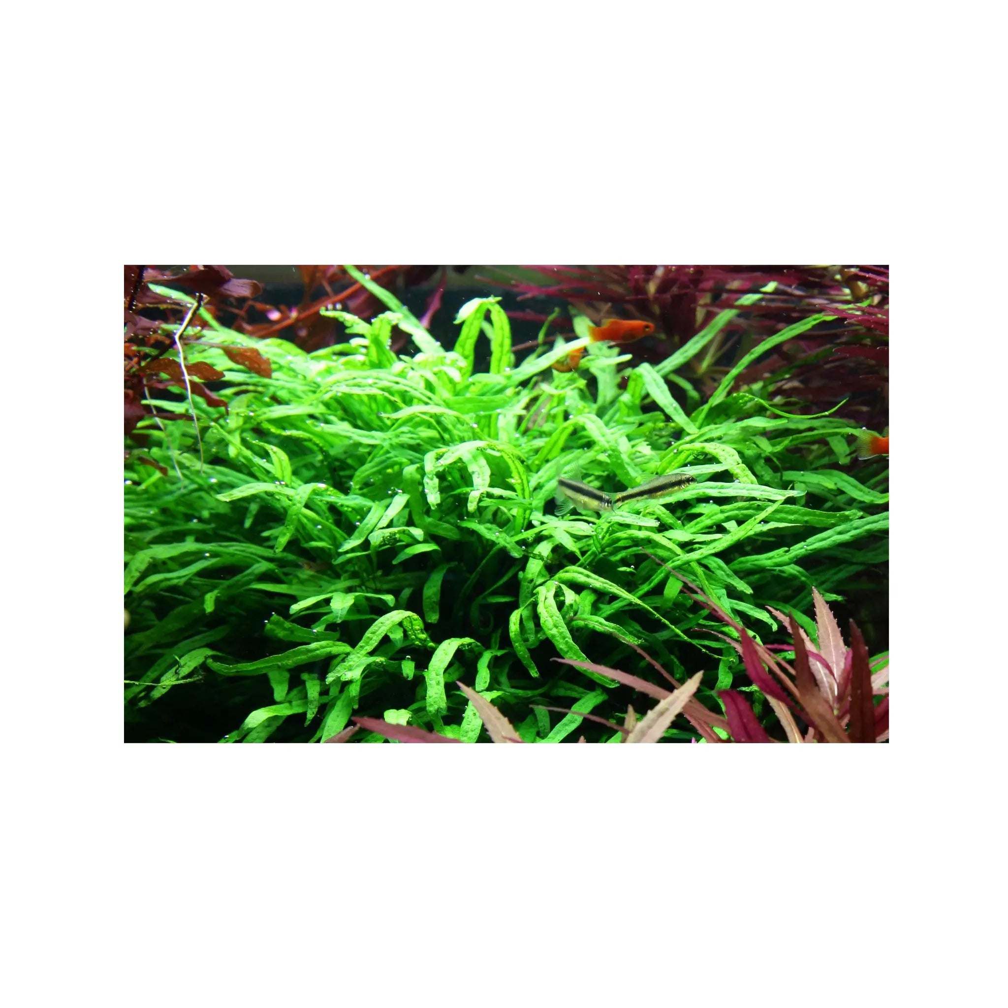 Microsorum pteropus trident Tropica