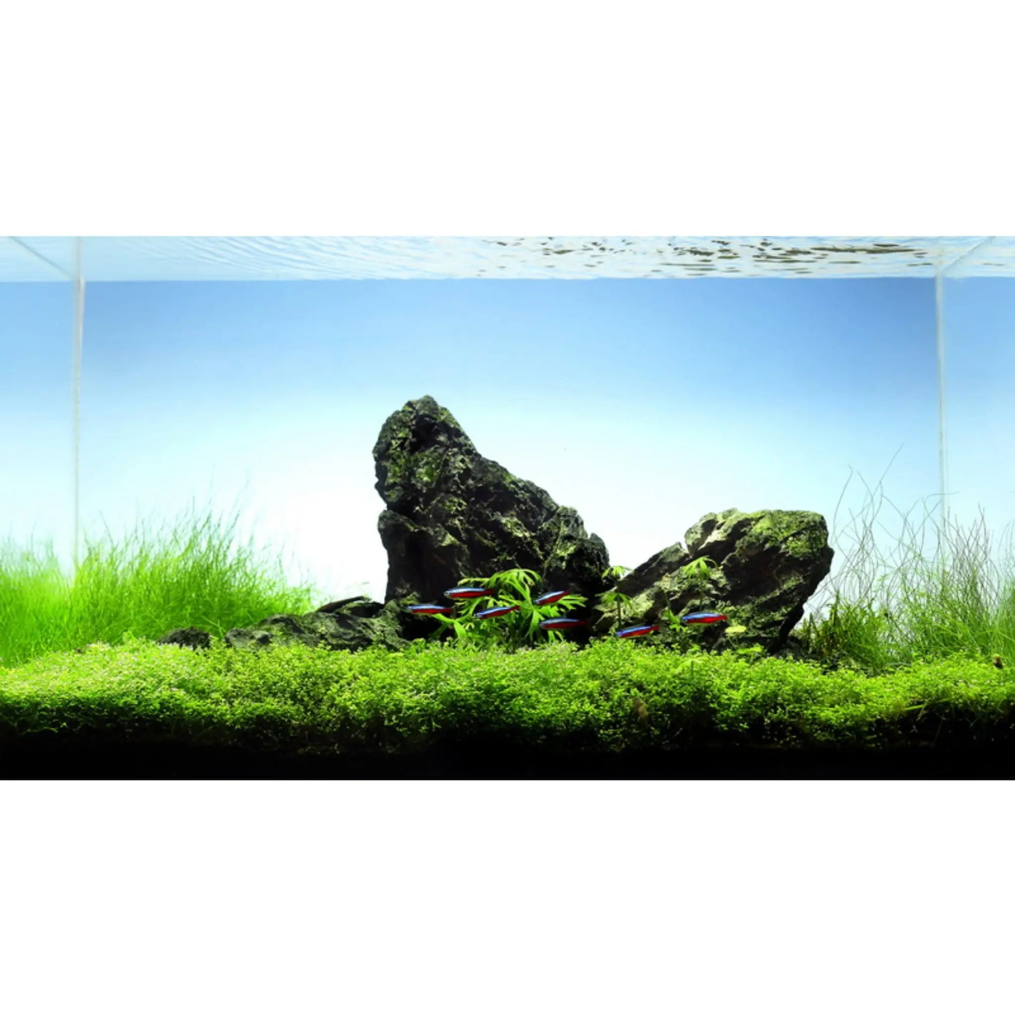 Mini Landscape Rock (Seiryu Stone) 3kgs Aqua Essentials