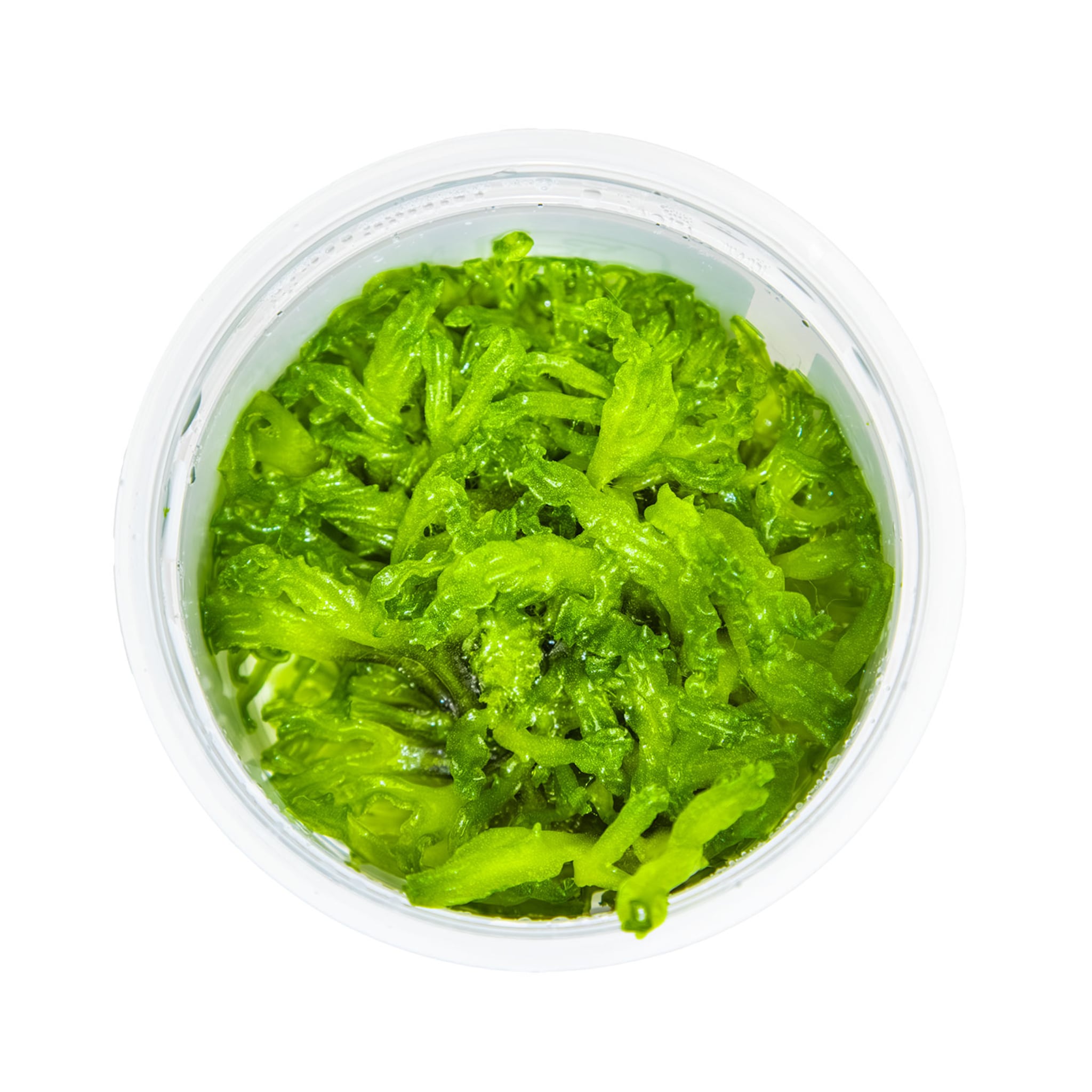 Tropica Monosolenium tenerum 1-2-Grow!