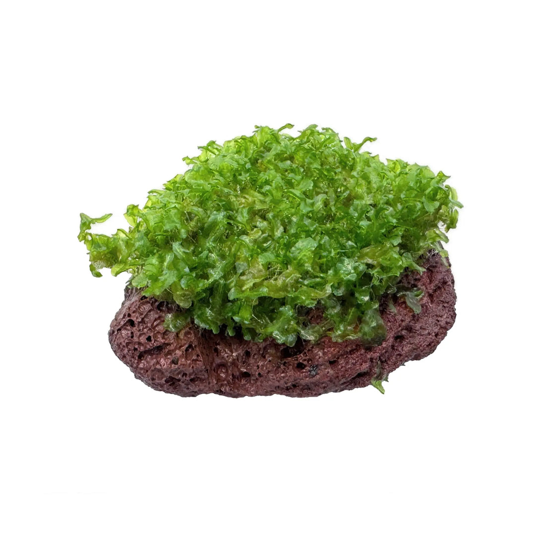 Monosolenium tenerum on Lava Aqua Essentials