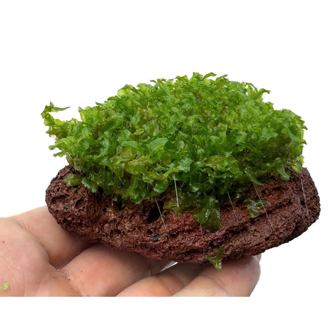 Monosolenium tenerum on Lava Aqua Essentials