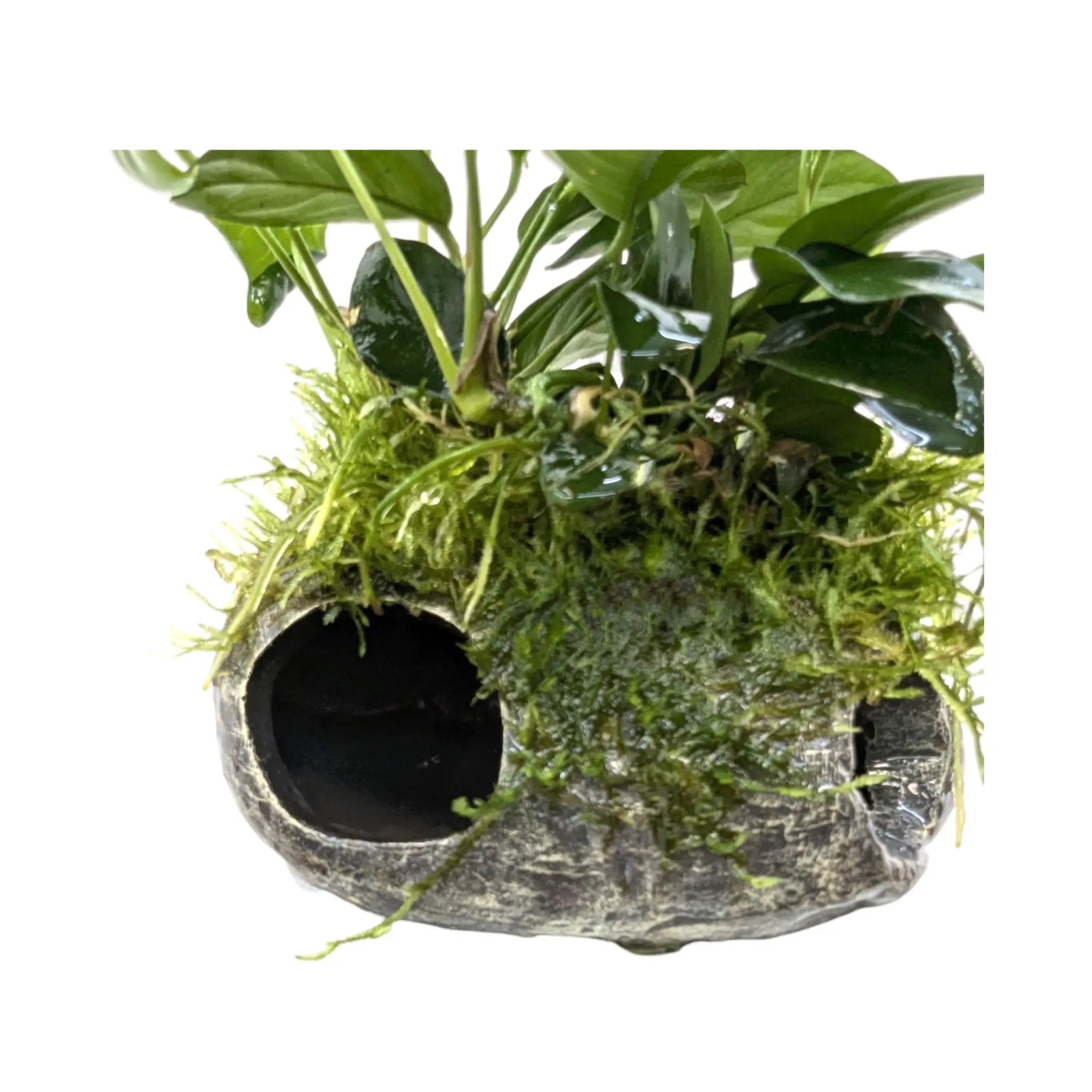 Mossy Fish Cave with Anubias Aqua Essentials