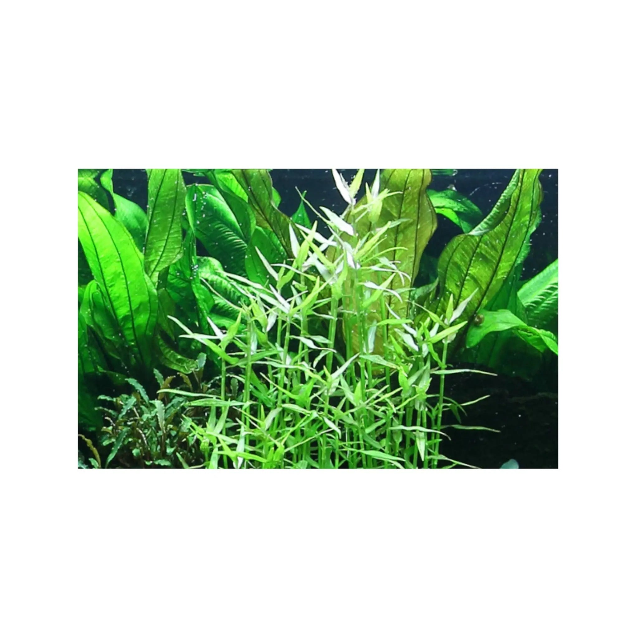 Murdannia keisak Tropica