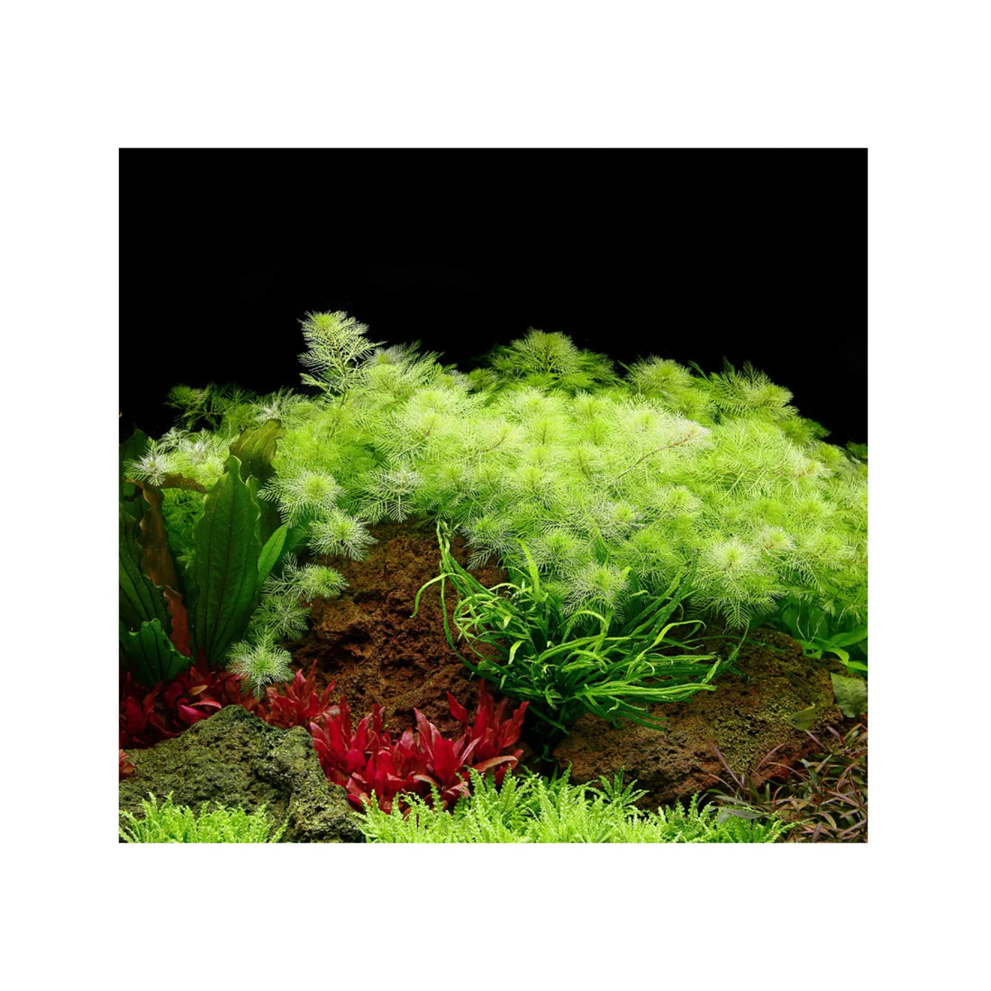 Myriophyllum mattogrossense Tropica