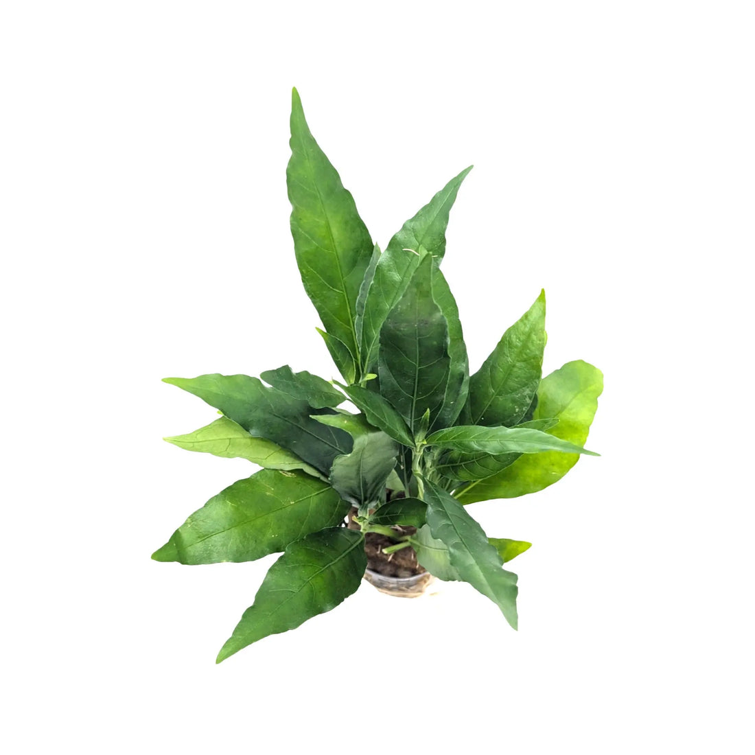 Nomaphila stricta fleur Aquafleur