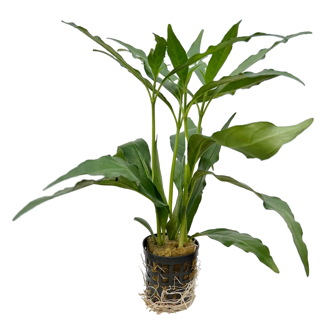 Nomaphila stricta fleur - Aqua Essentials