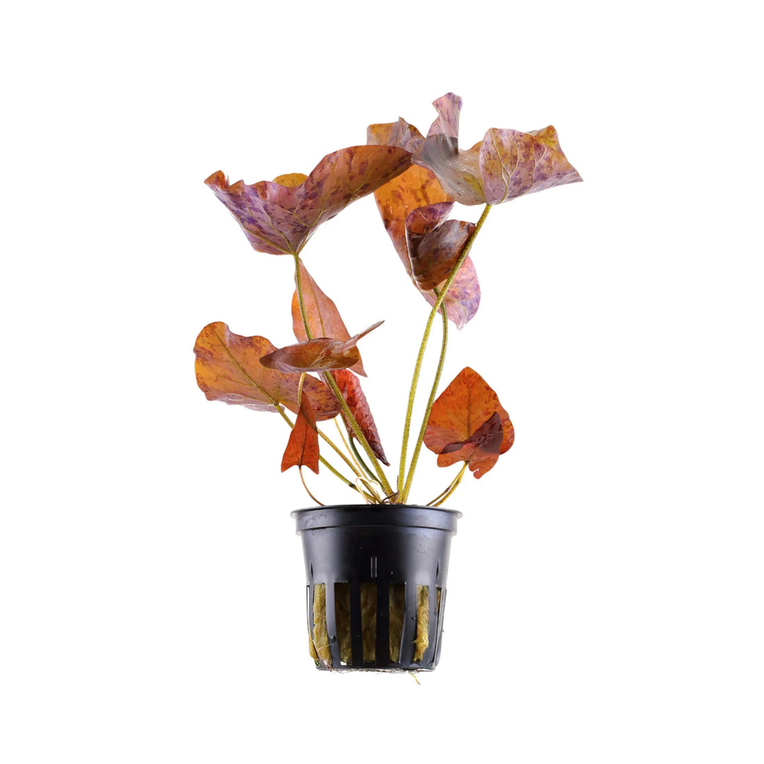 Nymphaea lotus with leaves Potted (Tiger Lotus) Tropica