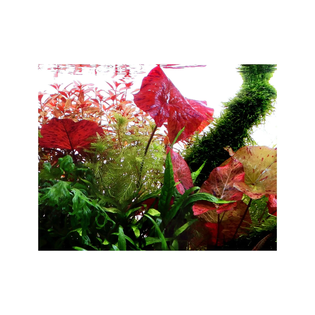 Nymphaea lotus with leaves Potted (Tiger Lotus) Tropica