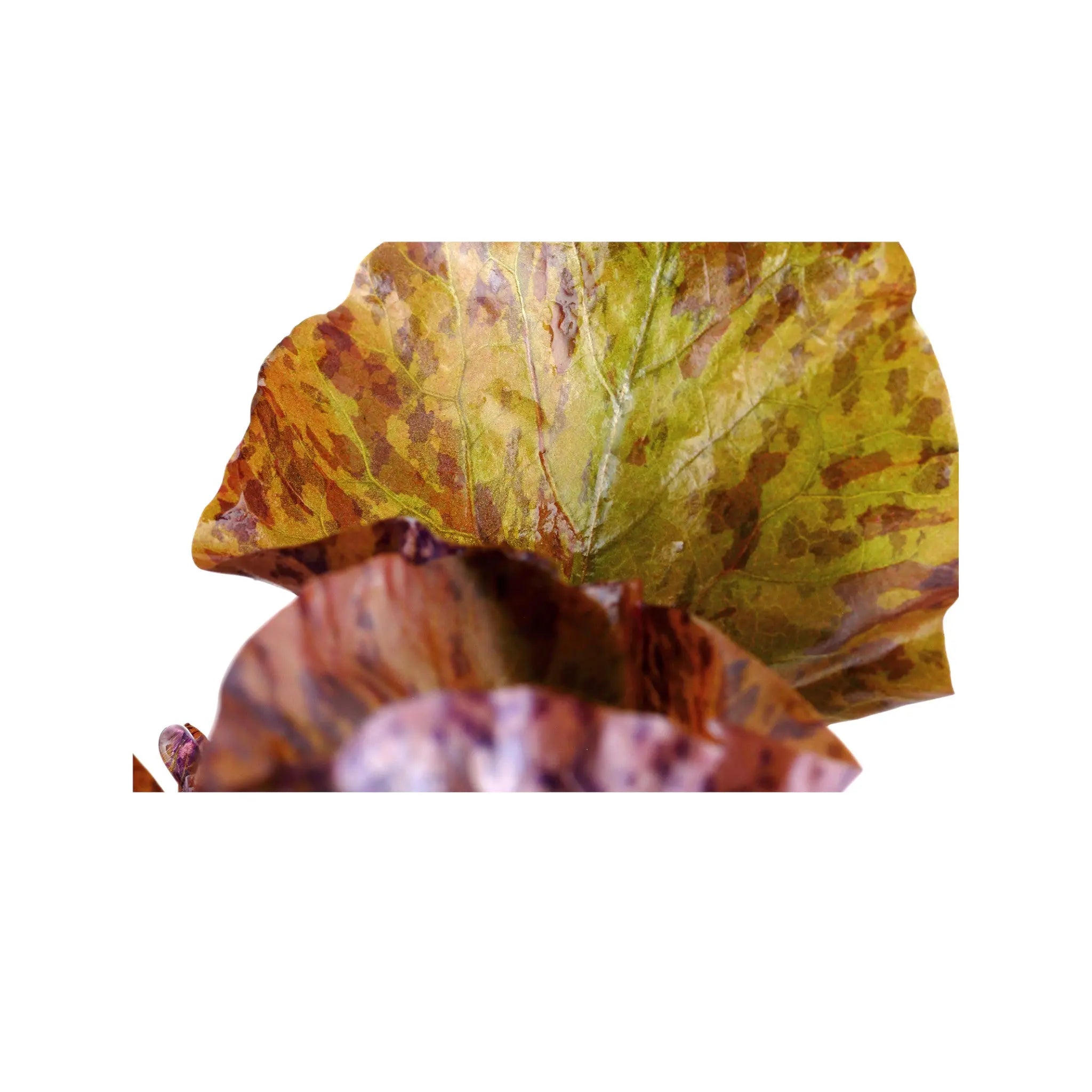 Nymphaea lotus with leaves Potted (Tiger Lotus) Tropica