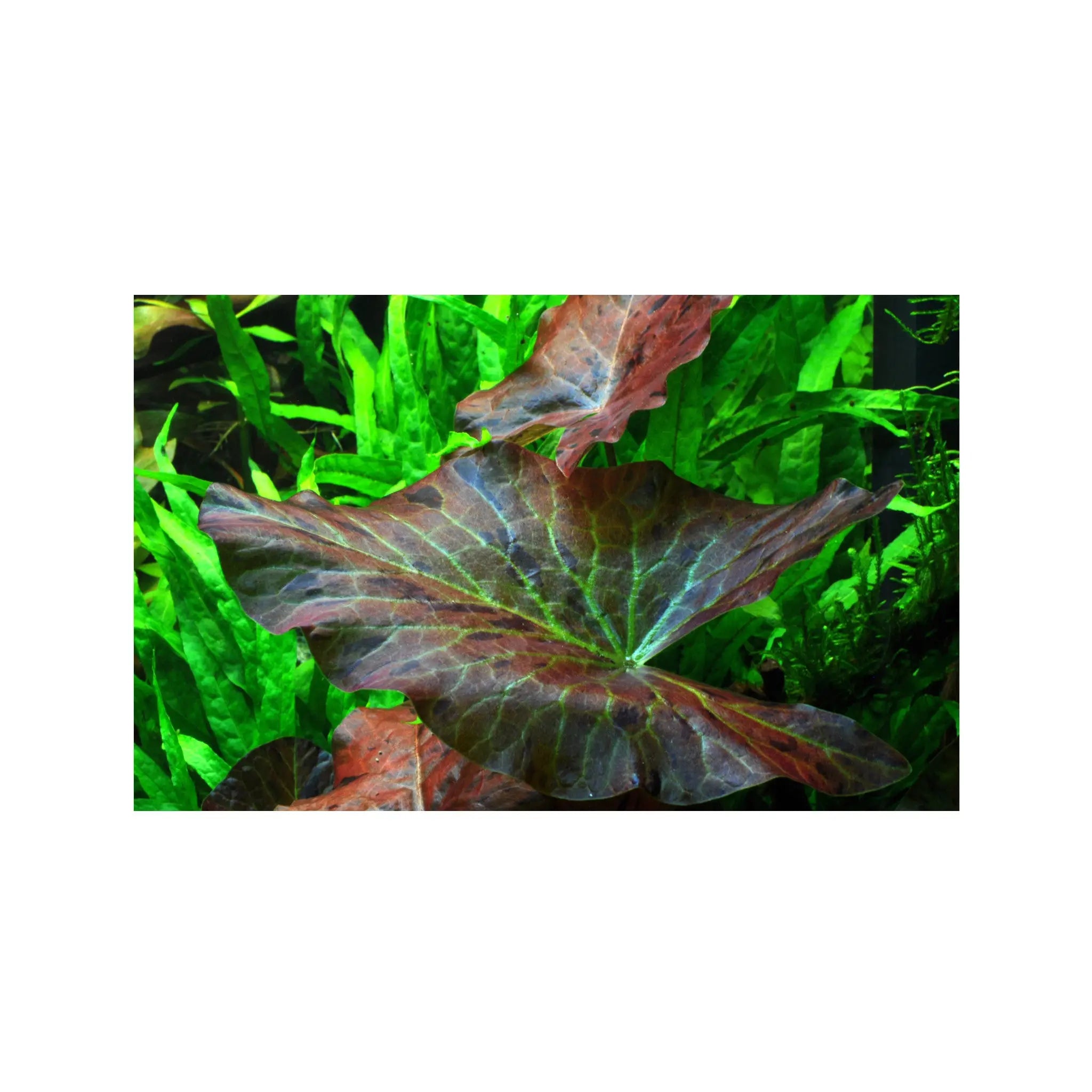 Nymphaea lotus with leaves Potted (Tiger Lotus) Tropica