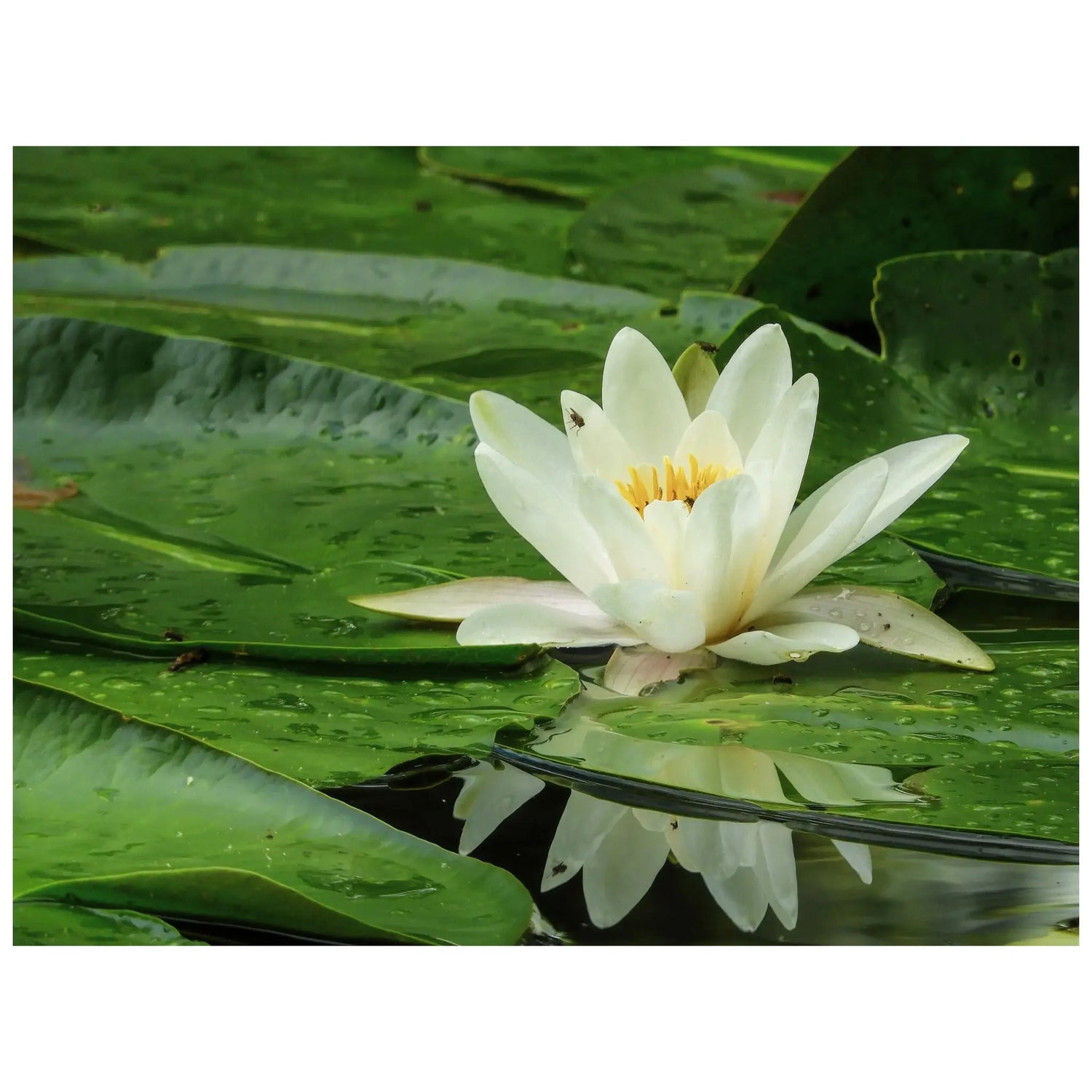 Nymphea rhizome Bulb - flowering plant for large aquariums or ponds Aqua Essentials