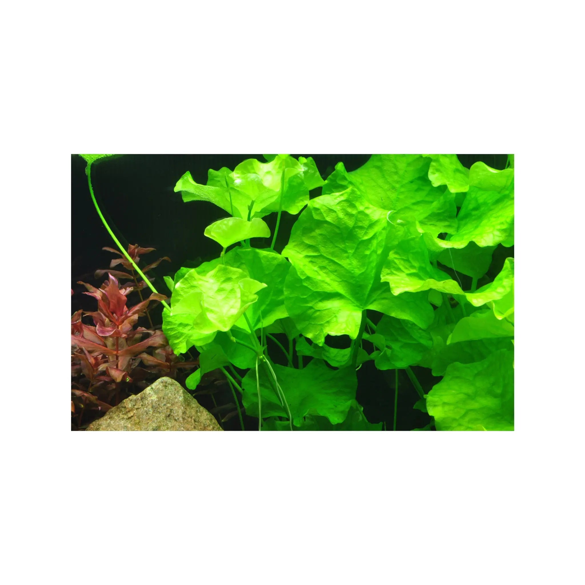 Nymphoides sp Taiwan Aquafleur