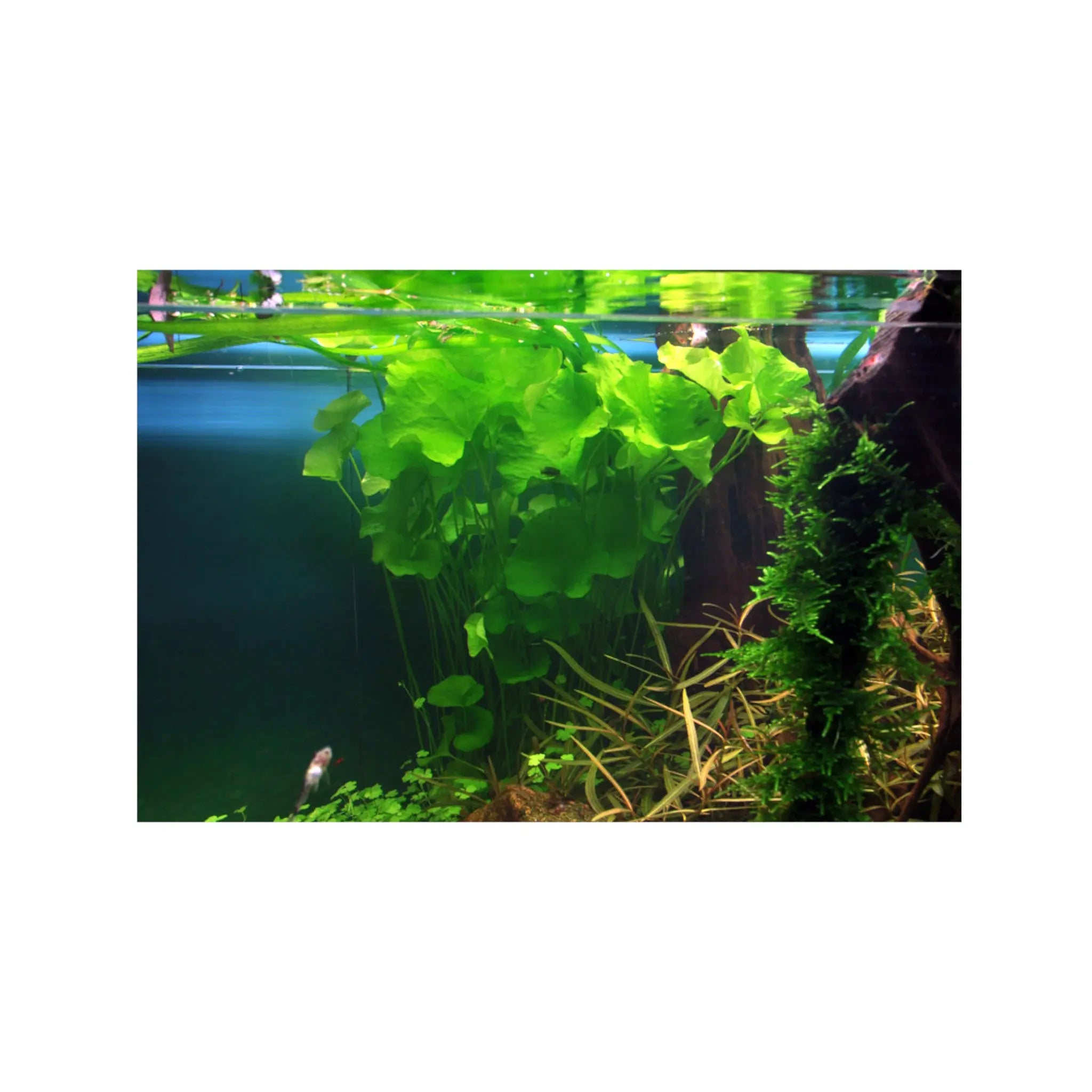 Nymphoides sp Taiwan Aquafleur