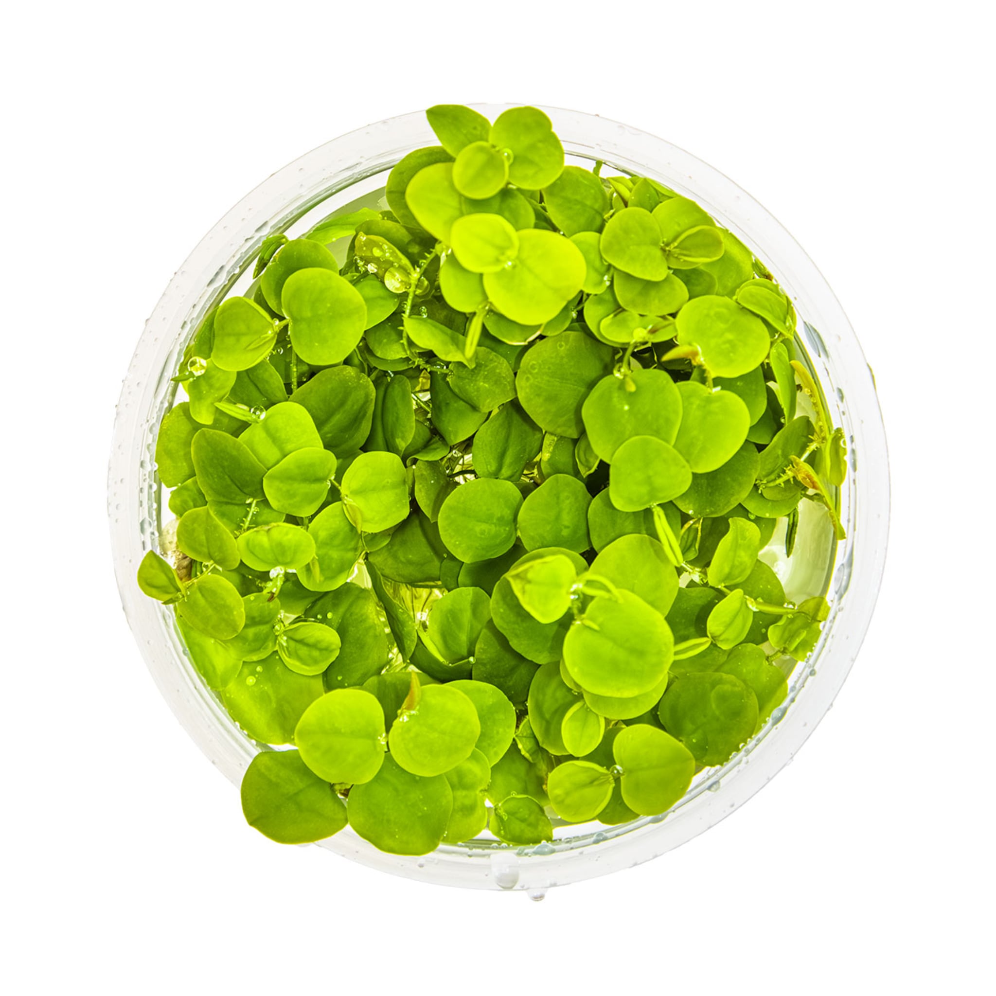 Tropica Phyllanthus fluitans 1-2-Grow!