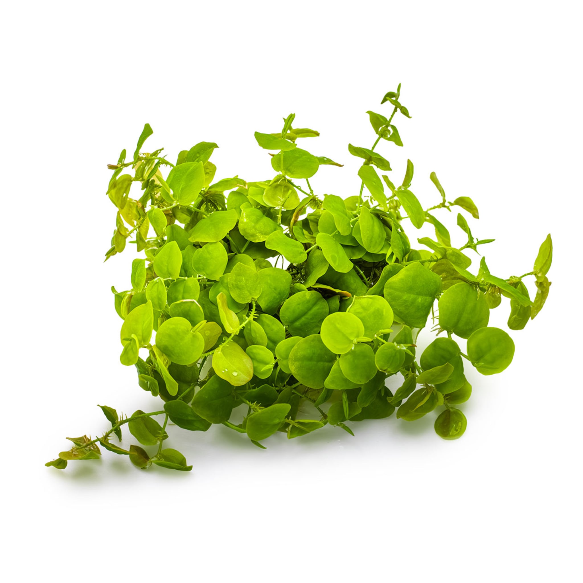 Tropica Phyllanthus fluitans 1-2-Grow!