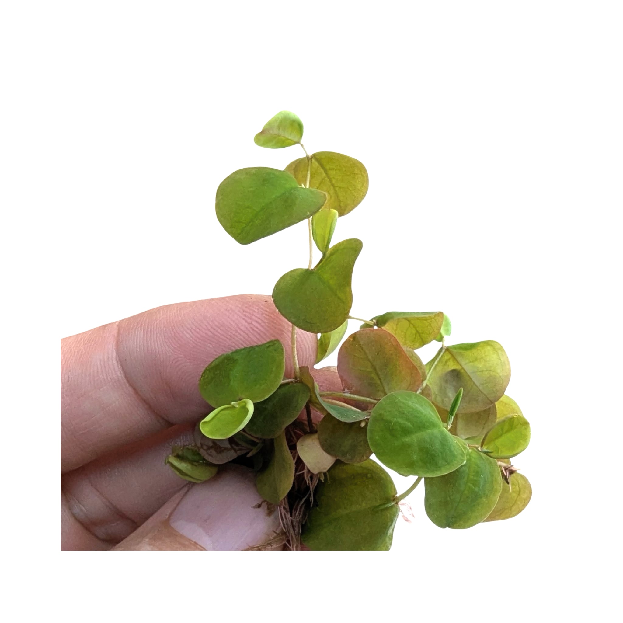 Red Root Floater (Phyllanthus fluitans) - Algae Preventer