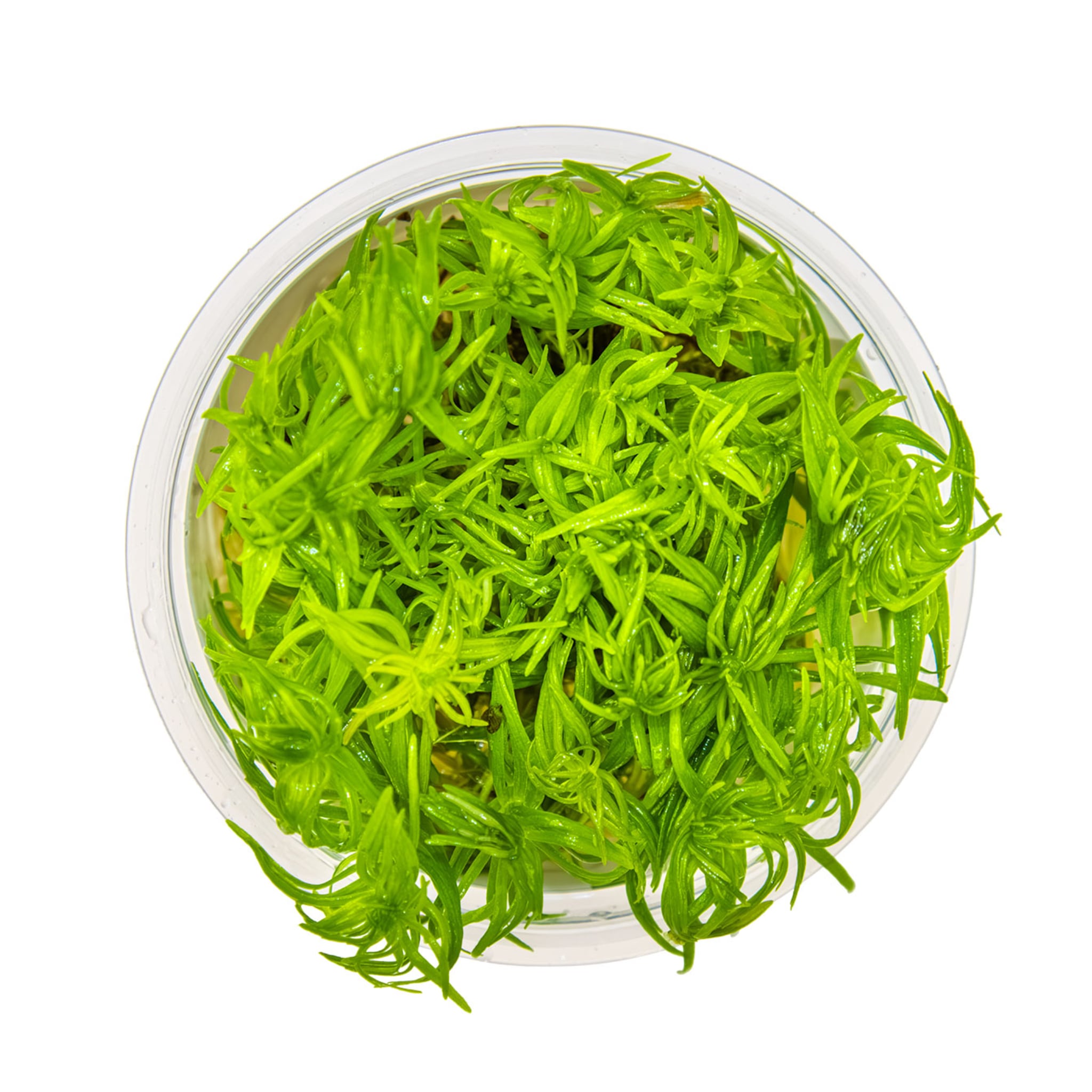 Tropica Pogostemon deccanensis 1-2-GROW!