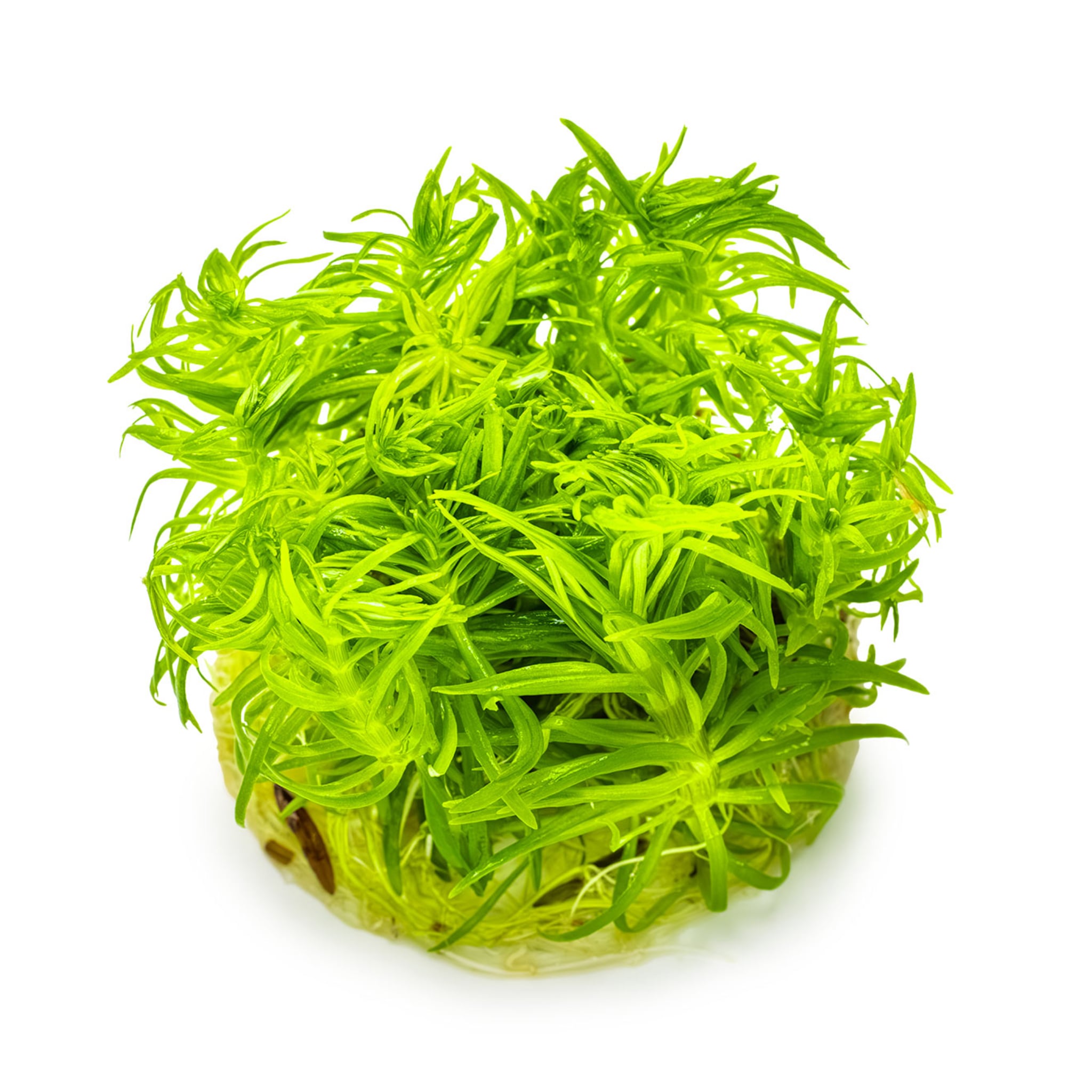 Tropica Pogostemon deccanensis 1-2-GROW!