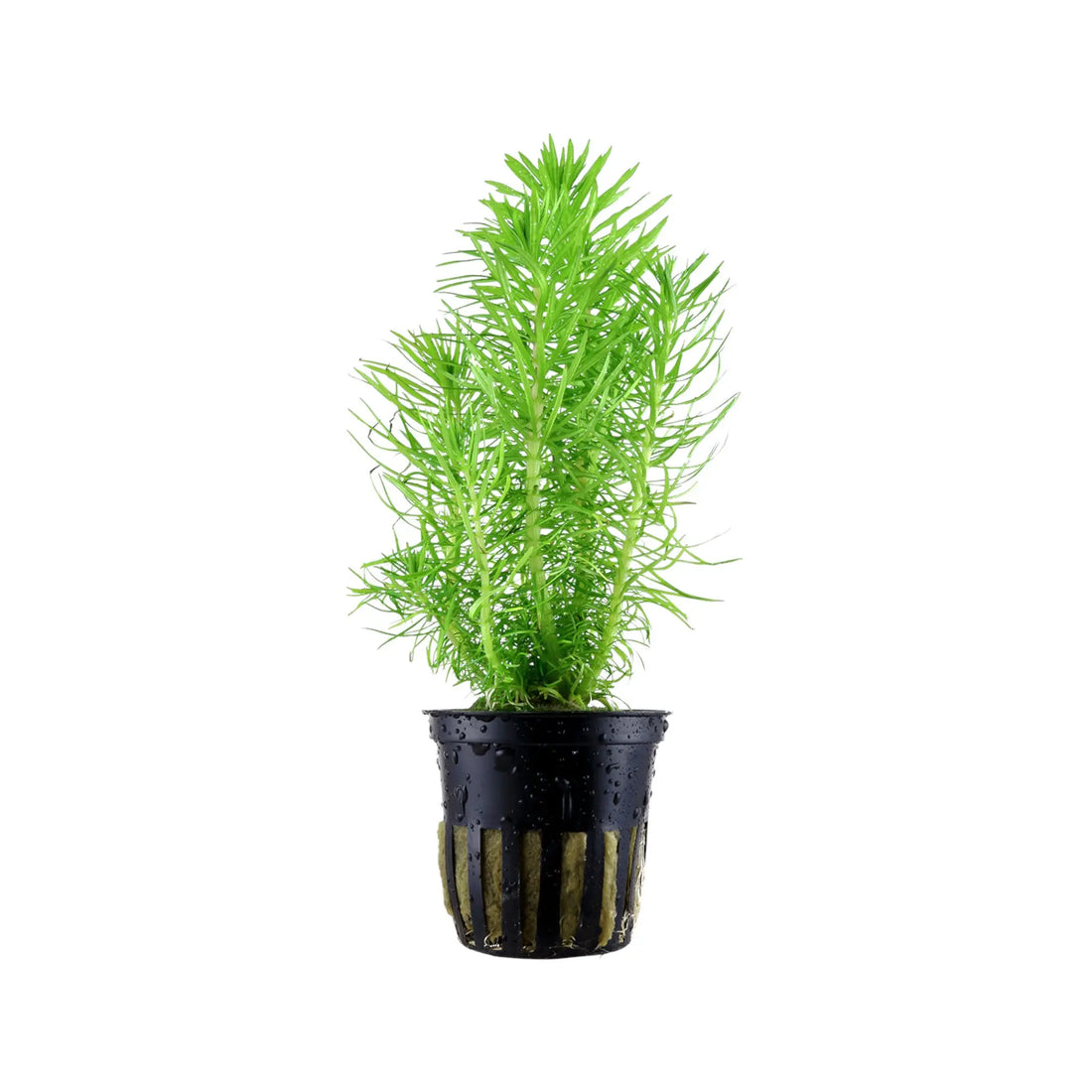 Pogostemon erectus Aquafleur