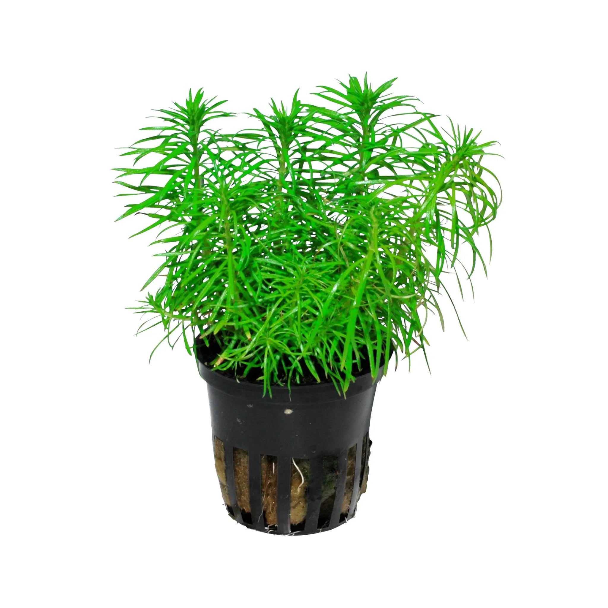 Pogostemon erectus Aquafleur