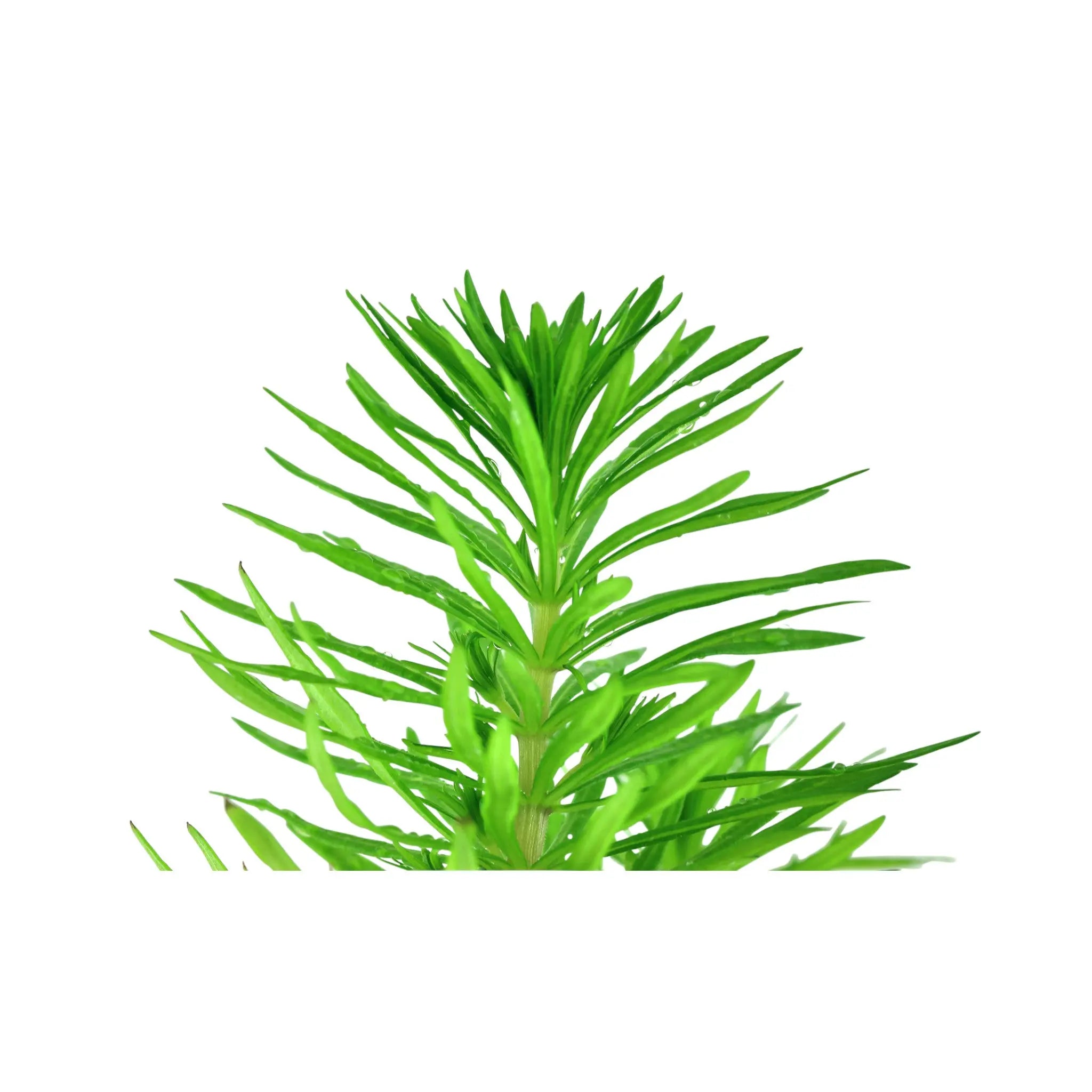 Pogostemon erectus Aquafleur