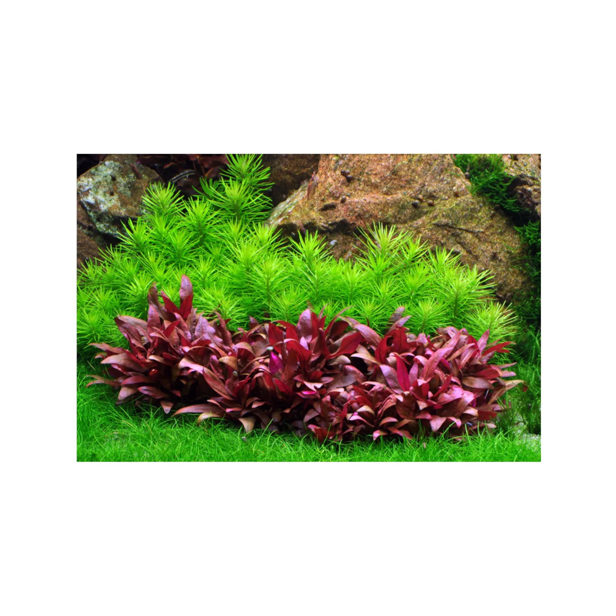 Pogostemon erectus Aquafleur