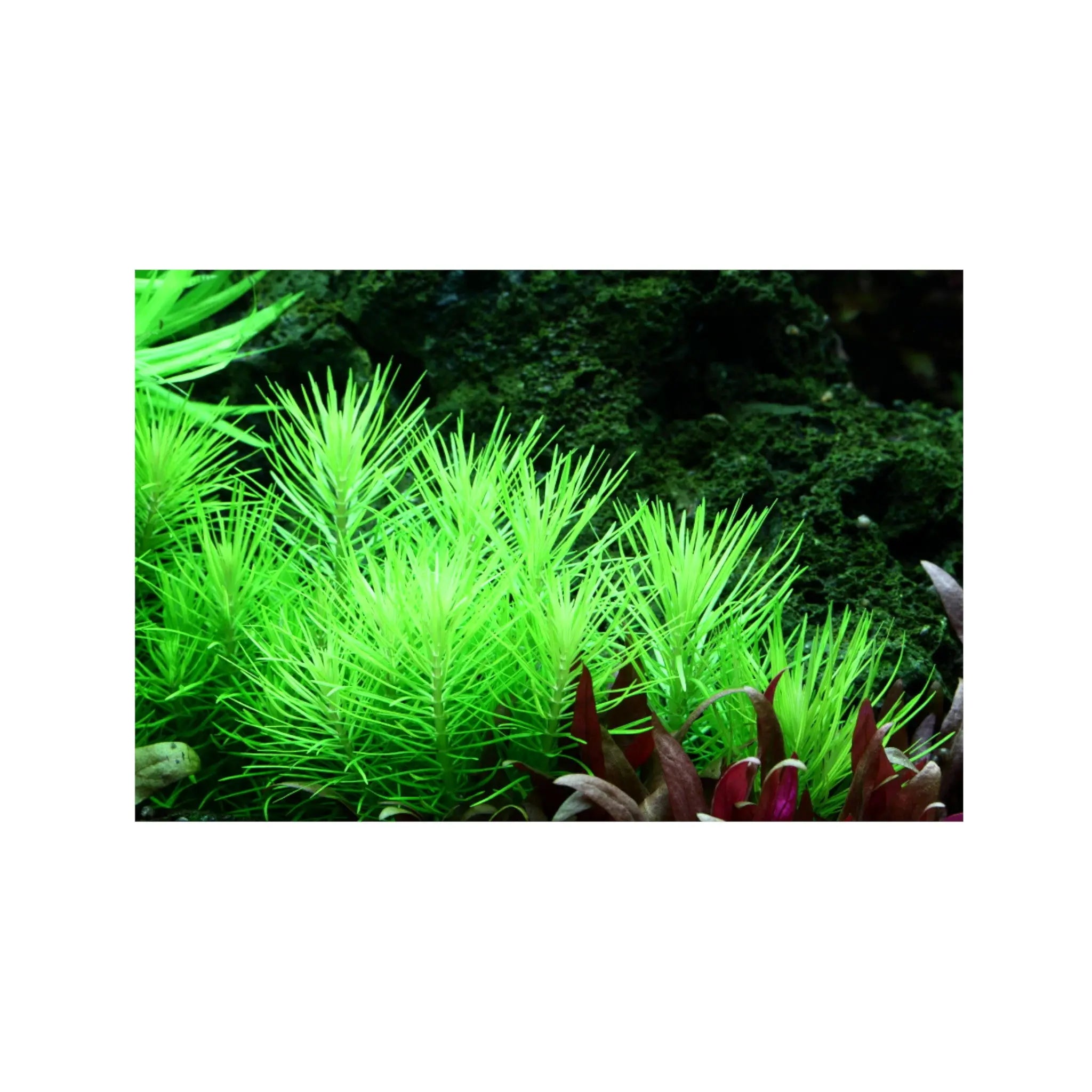 Pogostemon erectus Aquafleur