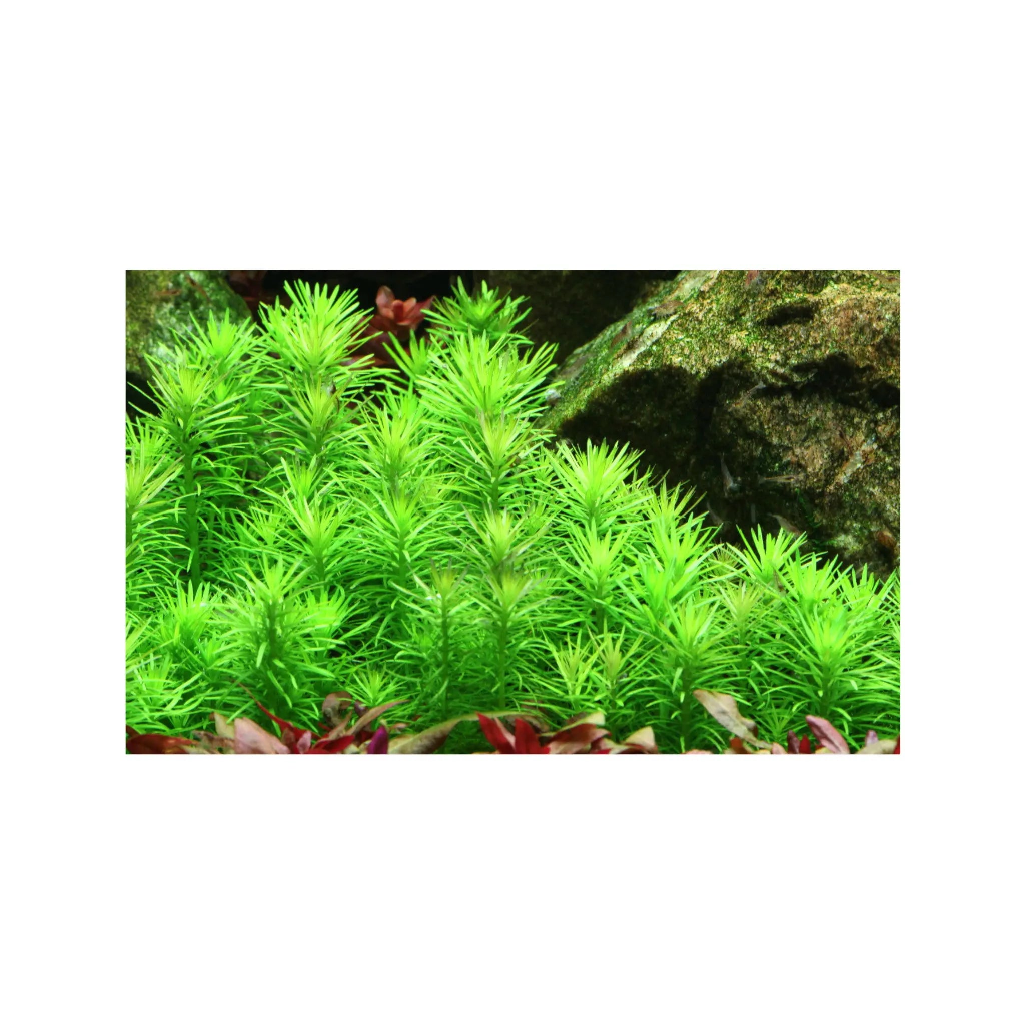 Pogostemon erectus Aquafleur