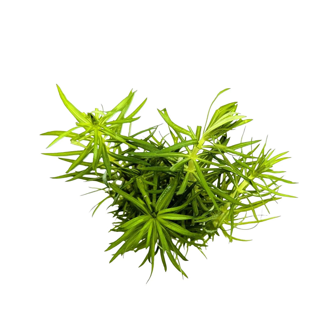 Pogostemon erectus Aquafleur