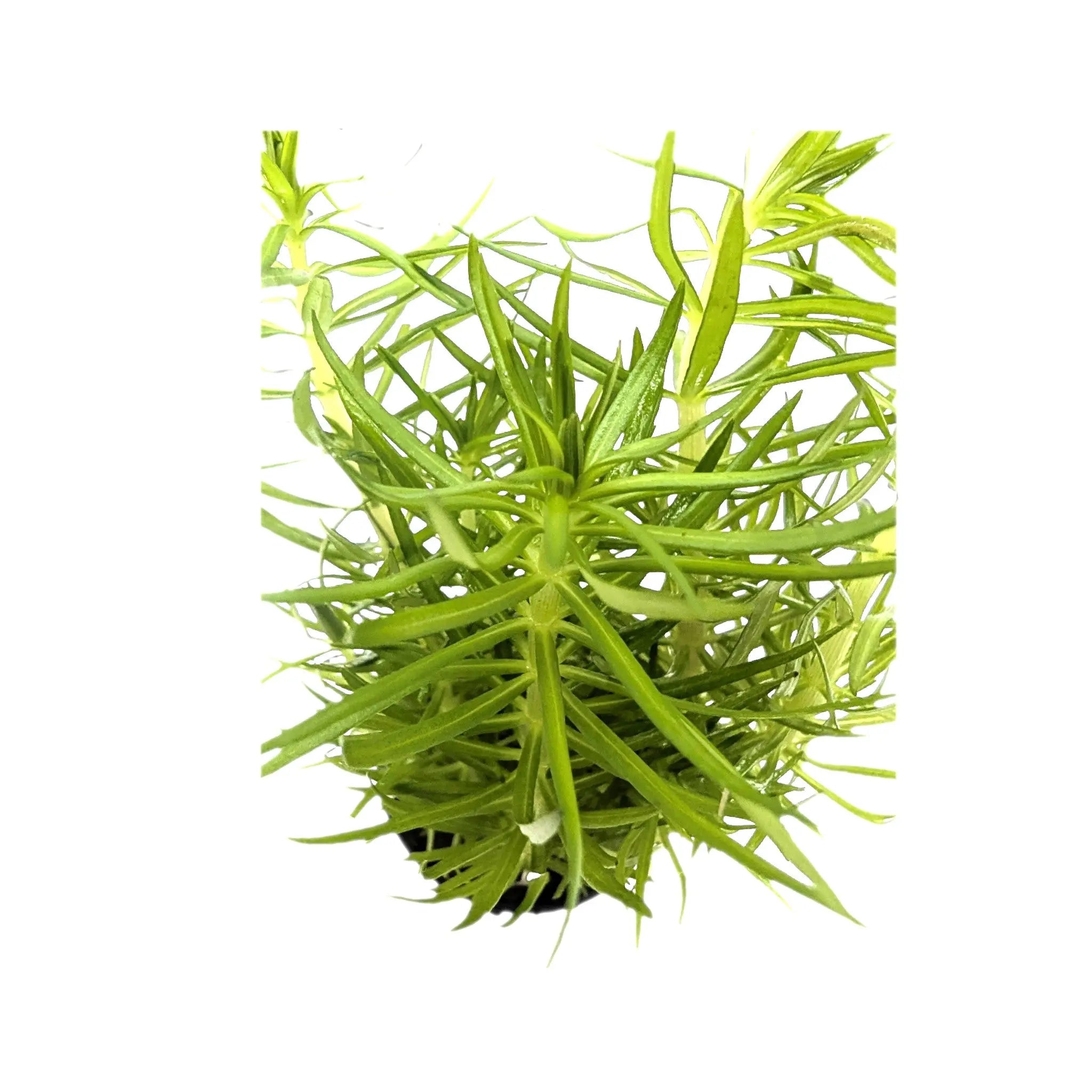 Pogostemon erectus Aquafleur