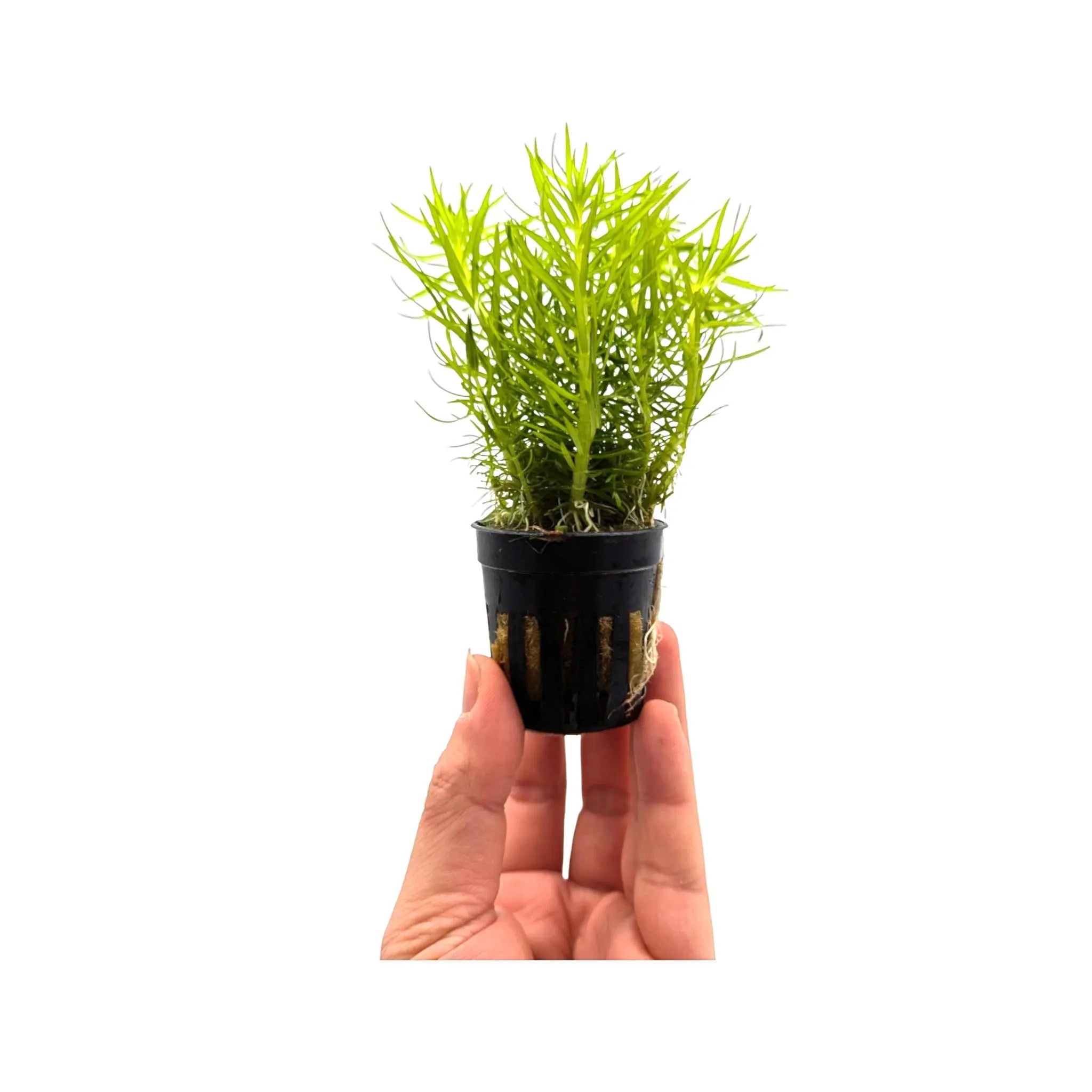 Pogostemon erectus Aquafleur