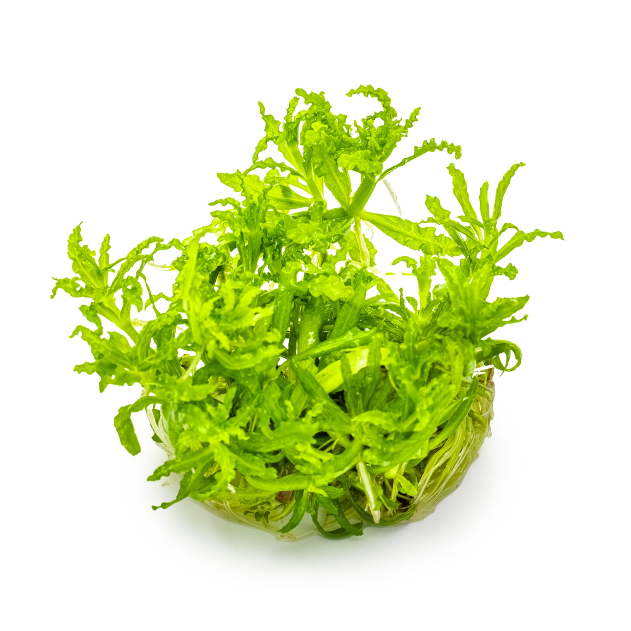 Tropica Pogostemon helferi 1-2-GROW!