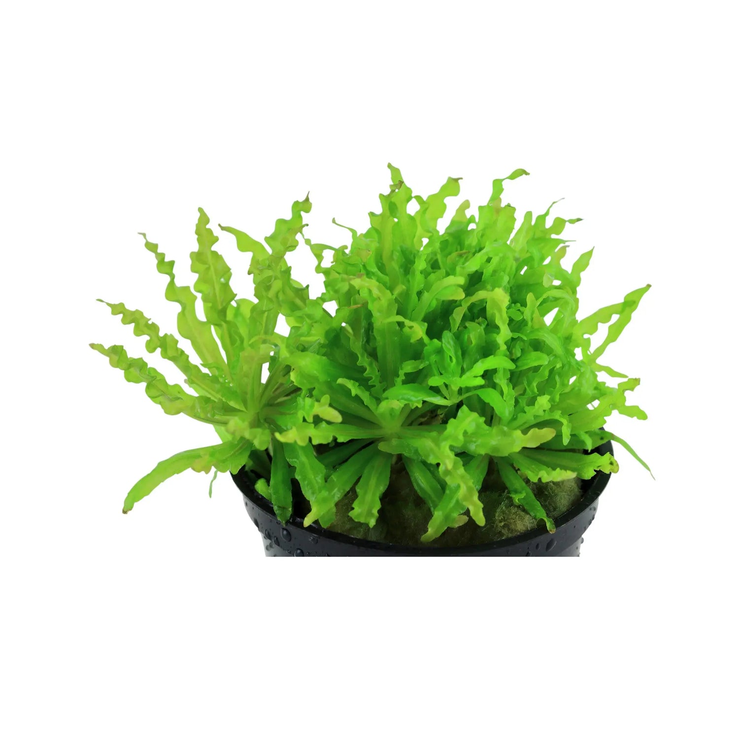 Pogostemon helferi (Little Star) Aquafleur