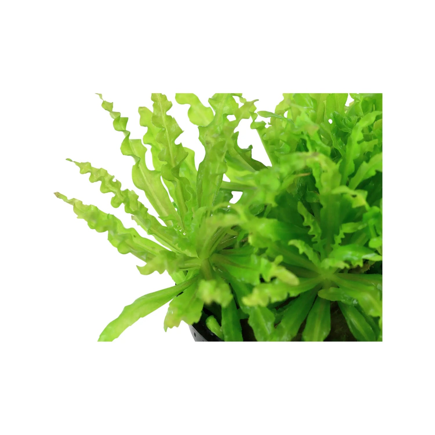 Pogostemon helferi (Little Star) Aquafleur