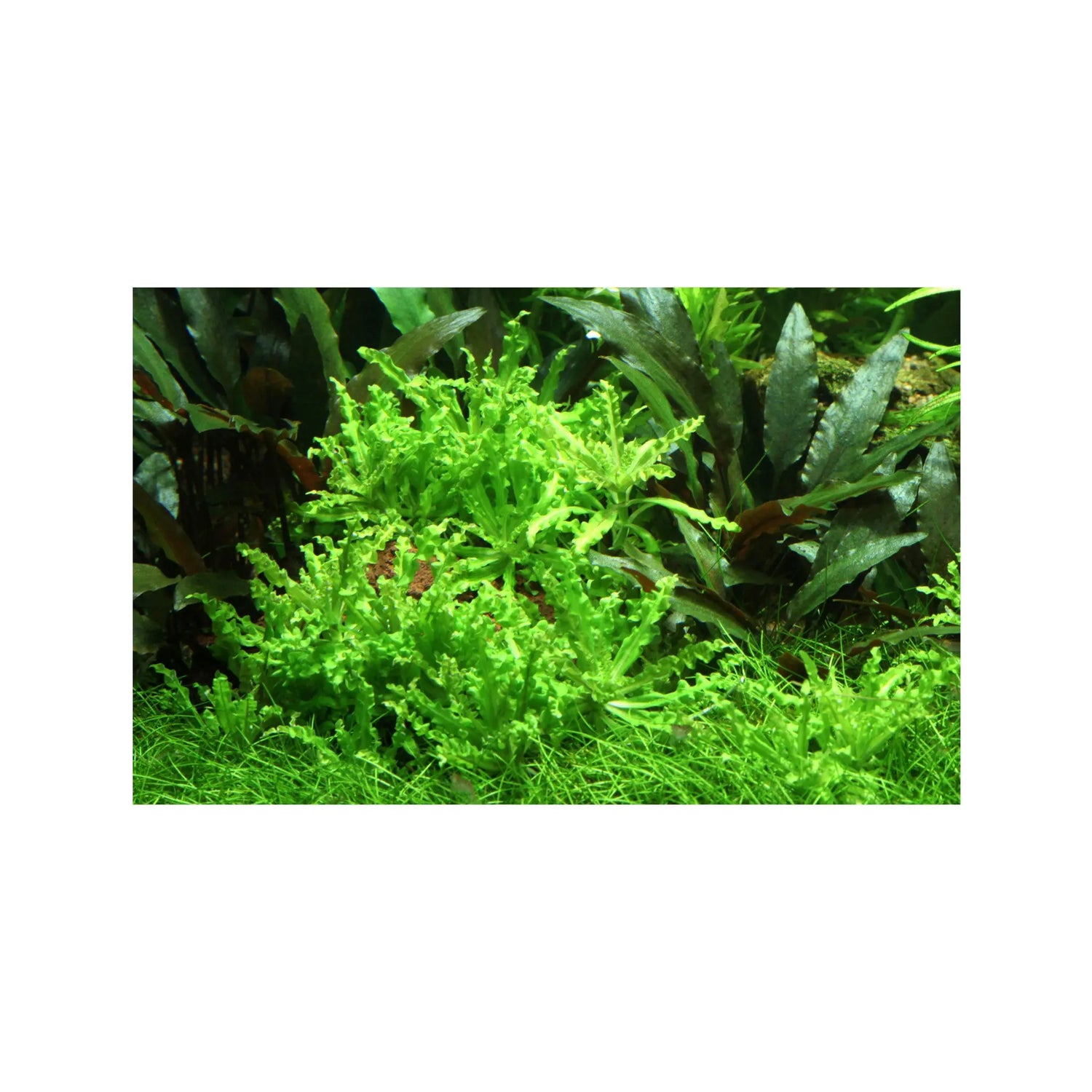 Pogostemon helferi (Little Star) Aquafleur