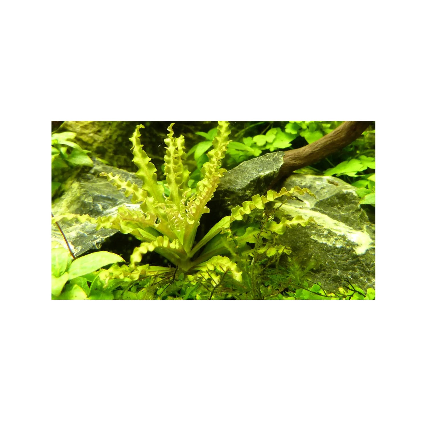 Pogostemon helferi (Little Star) Aquafleur