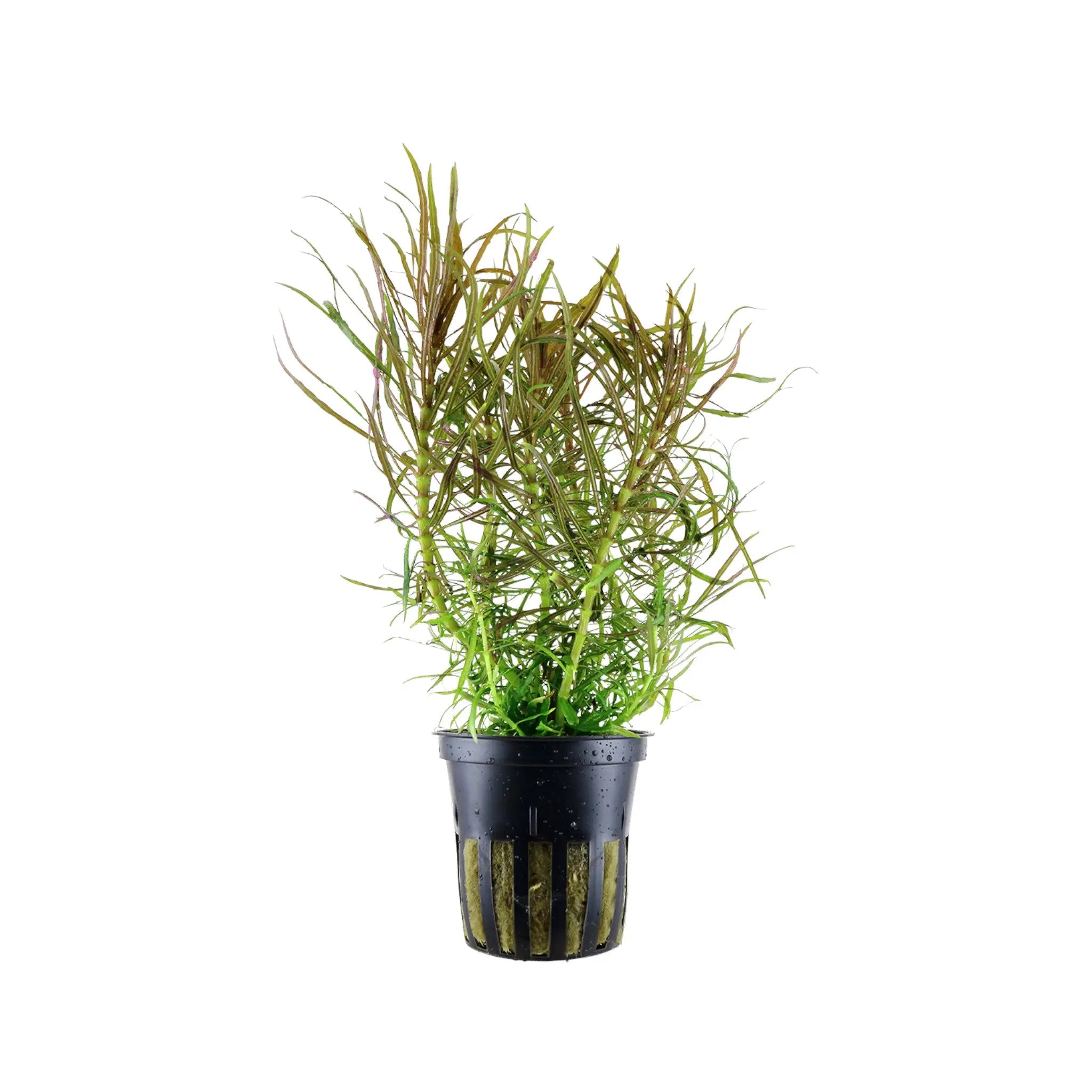 Pogostemon stellatus Aquafleur