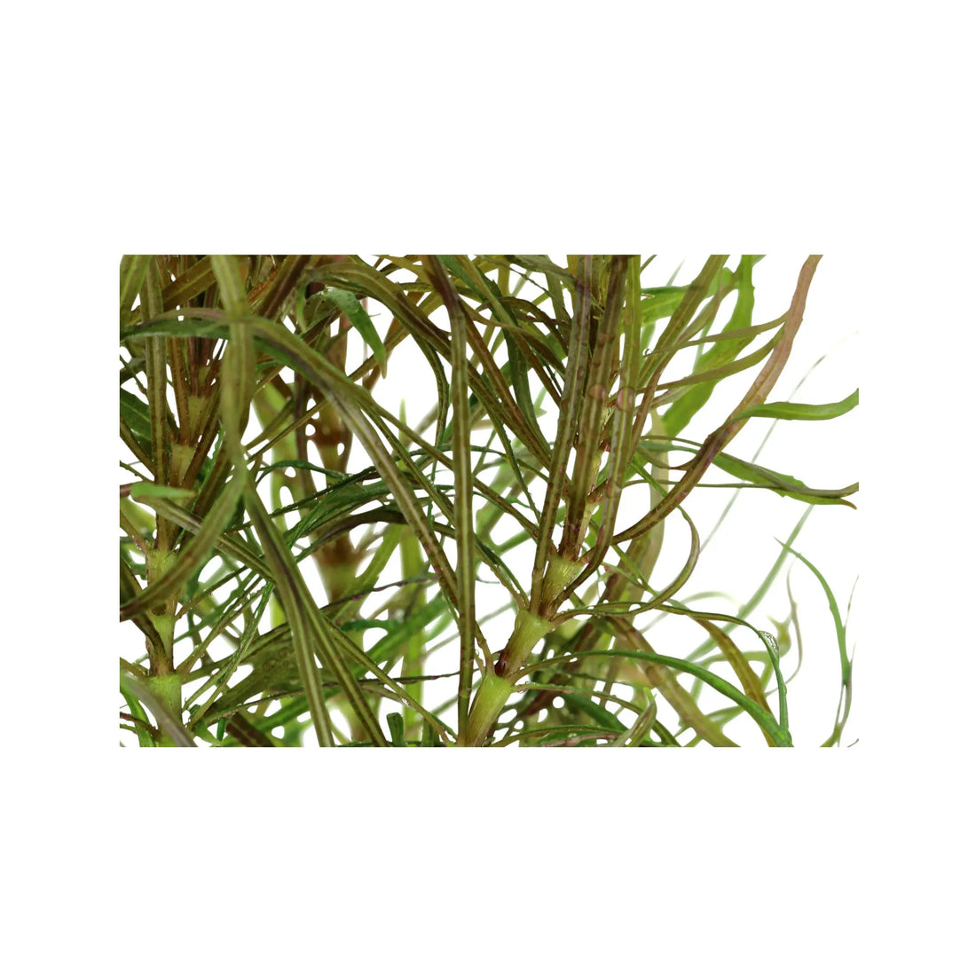 Pogostemon stellatus Aquafleur