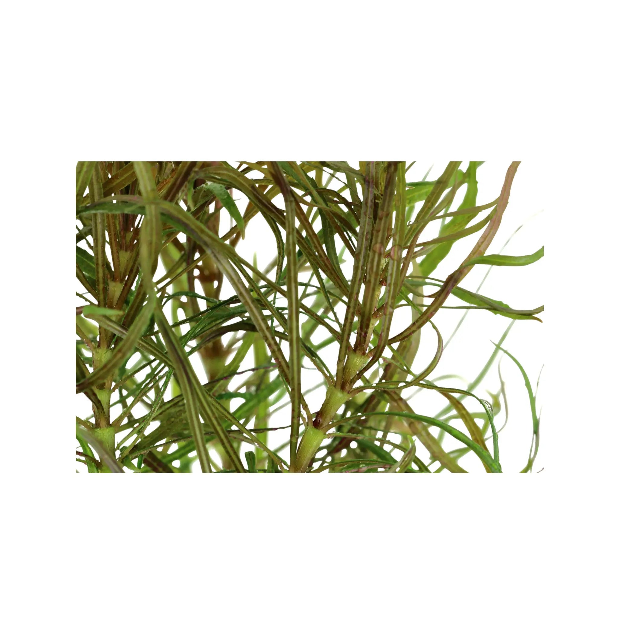 Pogostemon stellatus Aquafleur