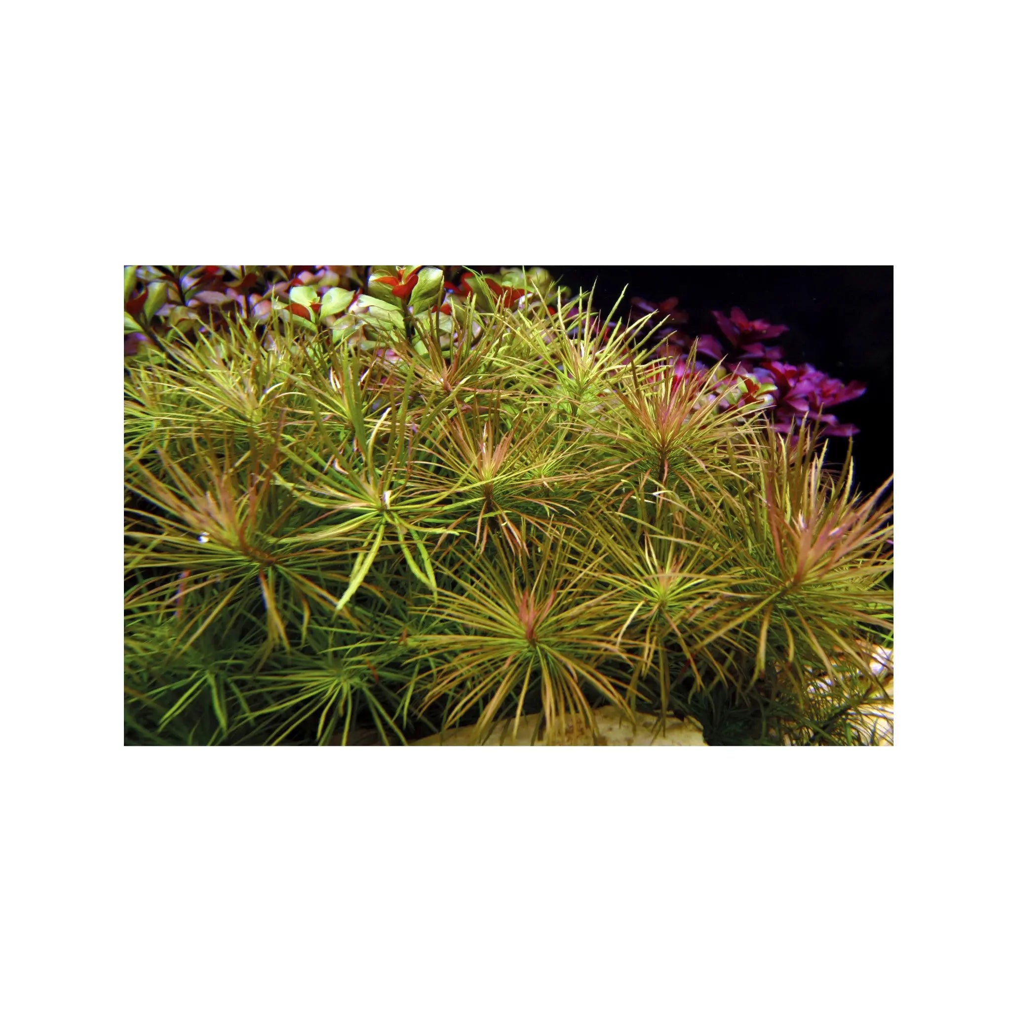 Pogostemon stellatus Aquafleur