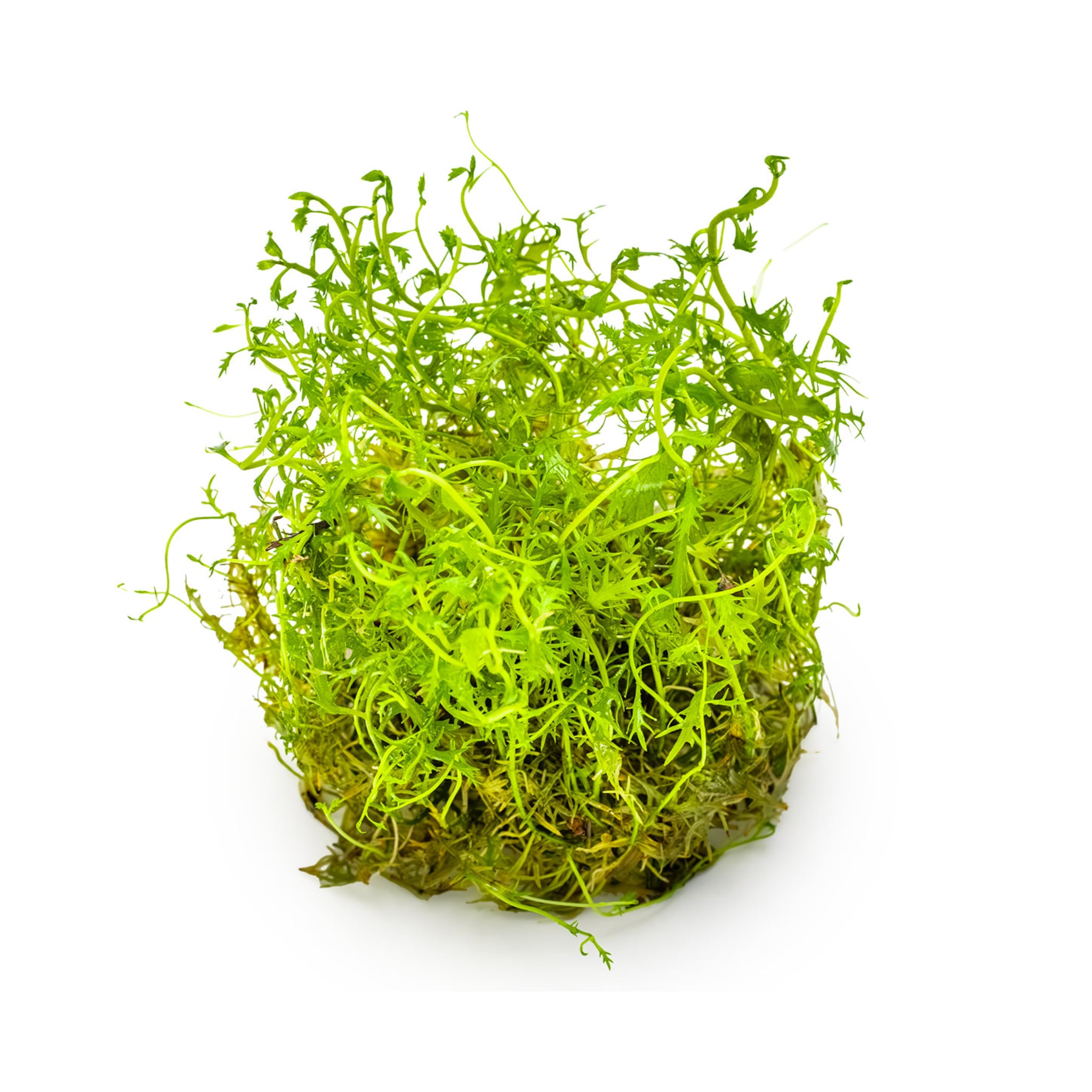 Tropica Proserpinaca palustris Cuba 1-2-GROW!