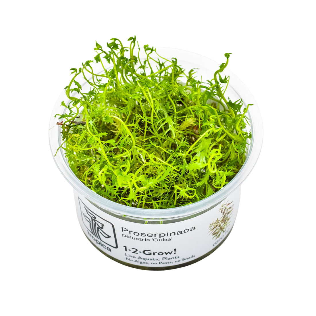Tropica Proserpinaca palustris Cuba 1-2-GROW!